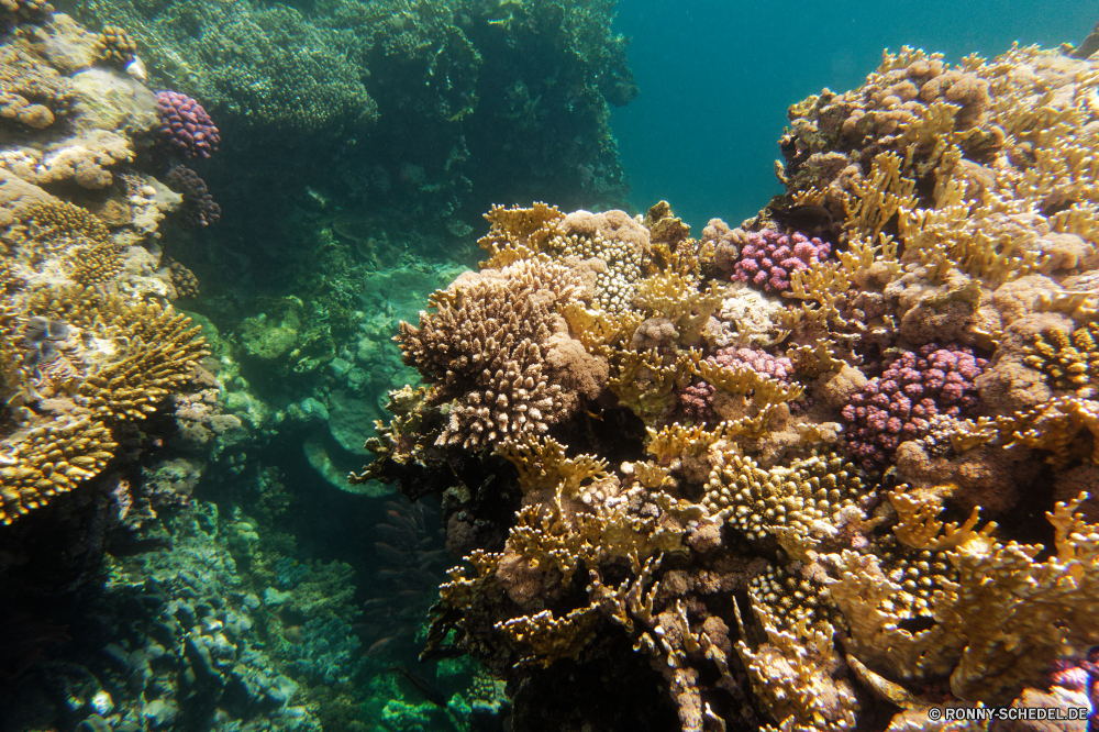 Royal Tulip Beach Resort Riff Coral reef Unterwasser Koralle Polyp Fisch Meer Tier Ozean coelenterate Tauchen Tropischer Wasser Marine aquatische Grat Wirbellose Salzwasser Tauchgang Tauchen exotische Sonnenlicht natürliche Höhe Sonne Sonnenstrahl Kolonie Reisen tief bunte Exploration Strahlen unter erkunden Urlaub Strahl unter Leben hell Tourismus Taucher geologische formation Entspannung Organismus unter seelandschaft Farbe Orte 3D nass Traum Unterwasser Tiefe Blasen Schule welligkeit Sonnenschein Scuba diving Fische Schwimmen Aquarium Licht unter Wasser Salz Oberfläche klar Sonnenstrahlen Wildtiere Flüssigkeit gelassene Sommer Ruhe weiche transparente Szenen ins Rollen gerendert Reinheit dunkel See Anemone Kopie Ruhe Raum idyllische Tiere frische Luft ruhige Erholung atmosphärische Wellen hilfst du horizontale Bewegung friedliche frisch Urlaub reef coral reef underwater coral polyp fish sea animal ocean coelenterate diving tropical water marine aquatic ridge invertebrate saltwater dive scuba exotic sunlight natural elevation sun sunbeam colony travel deep colorful exploration rays below explore vacation ray beneath life bright tourism diver geological formation relaxation organism under seascape color places 3d wet dream undersea depth bubbles school ripple sunshine scuba diving fishes swimming aquarium light submerged salt surface clear sunbeams wildlife liquid serene summer calm soft transparent scenes rolling rendered purity dark lake anemone copy tranquility space idyllic animals freshness tranquil recreation waves atmospheric inviting horizontal movement peaceful fresh holiday