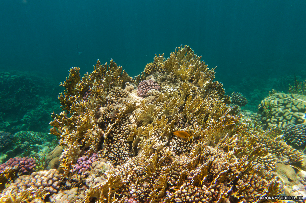 Royal Tulip Beach Resort Coral reef Riff Unterwasser Koralle Fisch Meer Tier Ozean Grat Tauchen Polyp Tropischer Marine Wasser aquatische coelenterate Wirbellose Salzwasser natürliche Höhe Tauchgang Tauchen exotische Sonnenlicht Sonne Sonnenstrahl Kolonie Reisen tief bunte Strahlen Exploration hell erkunden Urlaub Strahl unter geologische formation unter Tourismus Leben Entspannung Unterwasser Farbe unter 3D seelandschaft Orte Taucher nass Traum Licht Organismus Schule welligkeit Salz Blasen Sonnenschein Federstern Scuba diving unter Wasser Tiefe Sommer Oberfläche Ruhe Sonnenstrahlen Fische Szenen Aquarium klar Flüssigkeit gelassene weiche Anemone ins Rollen Kopie gerendert See transparente Wildtiere Schwimmen Urlaub idyllische dunkel frische Luft Reinheit ruhige Erholung Stachelhäuter frisch Ruhe Raum horizontale Bewegung Harmonie Park coral reef reef underwater coral fish sea animal ocean ridge diving polyp tropical marine water aquatic coelenterate invertebrate saltwater natural elevation dive scuba exotic sunlight sun sunbeam colony travel deep colorful rays exploration bright explore vacation ray beneath geological formation below tourism life relaxation undersea color under 3d seascape places diver wet dream light organism school ripple salt bubbles sunshine feather star scuba diving submerged depth summer surface calm sunbeams fishes scenes aquarium clear liquid serene soft anemone rolling copy rendered lake transparent wildlife swimming holiday idyllic dark freshness purity tranquil recreation echinoderm fresh tranquility space horizontal movement harmony park