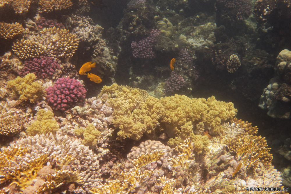 Royal Tulip Beach Resort Coral reef Riff Unterwasser Koralle Meer Fisch Grat Ozean Tropischer Marine Wasser Tauchen aquatische Salzwasser natürliche Höhe Tauchgang exotische Tauchen Anemonenfisch Kolonie Tier Polyp Reisen tief Sonne Sonnenlicht bunte Urlaub geologische formation Sonnenstrahl erkunden Exploration coelenterate Tourismus hell Leben Strahlen Strahl Wirbellose Unterwasser Orte Taucher Blasen Entspannung seelandschaft nass Traum unter Anemone unter unter welligkeit Farbe Aquarium Wildtiere Sonnenschein Scuba diving Tiefe Schwimmen Fische Salz Oberfläche 3D klar Schule transparente harte Korallen unter Wasser Schnorcheln Licht ruhige weiche Sonnenstrahlen Urlaub Szenen Flüssigkeit Sommer gelassene Tiere Reinheit Ruhe frisch Erholung coral reef reef underwater coral sea fish ridge ocean tropical marine water diving aquatic saltwater natural elevation dive exotic scuba anemone fish colony animal polyp travel deep sun sunlight colorful vacation geological formation sunbeam explore exploration coelenterate tourism bright life rays ray invertebrate undersea places diver bubbles relaxation seascape wet dream under anemone beneath below ripple color aquarium wildlife sunshine scuba diving depth swimming fishes salt surface 3d clear school transparent hard coral submerged snorkeling light tranquil soft sunbeams holiday scenes liquid summer serene animals purity calm fresh recreation