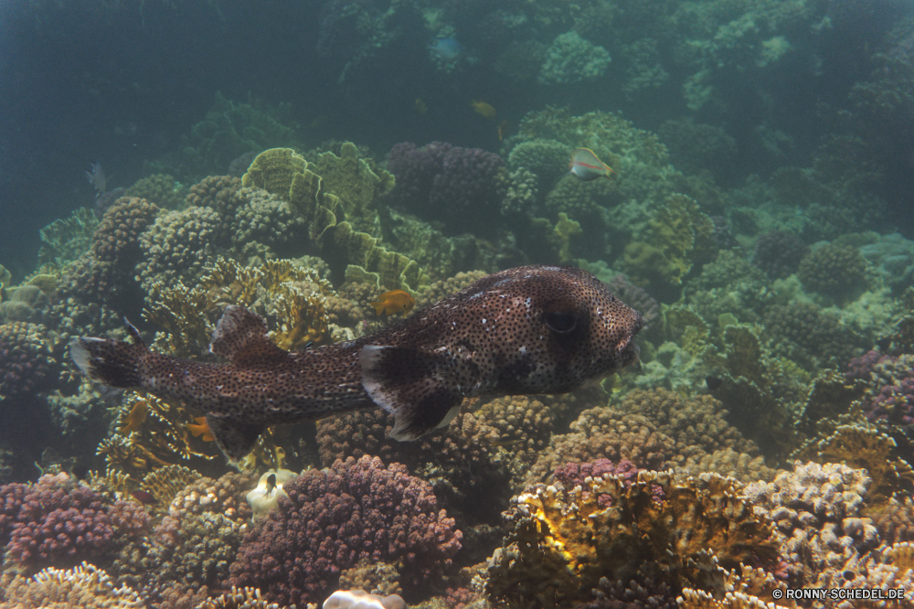 Royal Tulip Beach Resort Riff Unterwasser Koralle Fisch Meer Ozean Coral reef Tropischer Wasser Tauchen Marine Tier aquatische Tauchgang Salzwasser Wirbellose exotische Seegurke Tauchen Grat sea hare Stachelhäuter Sonnenlicht Schneckenart Kolonie Reisen tief Sonne natürliche Höhe Leben Sonnenstrahl bunte Mollusk Taucher Urlaub Strahl erkunden Exploration hell unter Tourismus Wildtiere Schwimmen Hirnkoralle Scuba diving unter Unterwasser Farbe Strahlen Schule Aal Aquarium Entspannung geologische formation unter 3D klar Steinkorallen Orte seelandschaft Schildkröte Salz Traum Licht Schnorcheln Fische nass Wild welligkeit Blasen Sonnenschein Tiere weiche Anemone Tiefe Schwimmen Türkis Urlaub Sommer Klima Bewegung Kugelfisch transparente Oberfläche reef underwater coral fish sea ocean coral reef tropical water diving marine animal aquatic dive saltwater invertebrate exotic sea cucumber scuba ridge sea hare echinoderm sunlight gastropod colony travel deep sun natural elevation life sunbeam colorful mollusk diver vacation ray explore exploration bright below tourism wildlife swimming brain coral scuba diving beneath undersea color rays school eel aquarium relaxation geological formation under 3d clear stony coral places seascape turtle salt dream light snorkeling fishes wet wild ripple bubbles sunshine animals soft anemone depth swim turquoise holiday summer climate movement puffer transparent surface