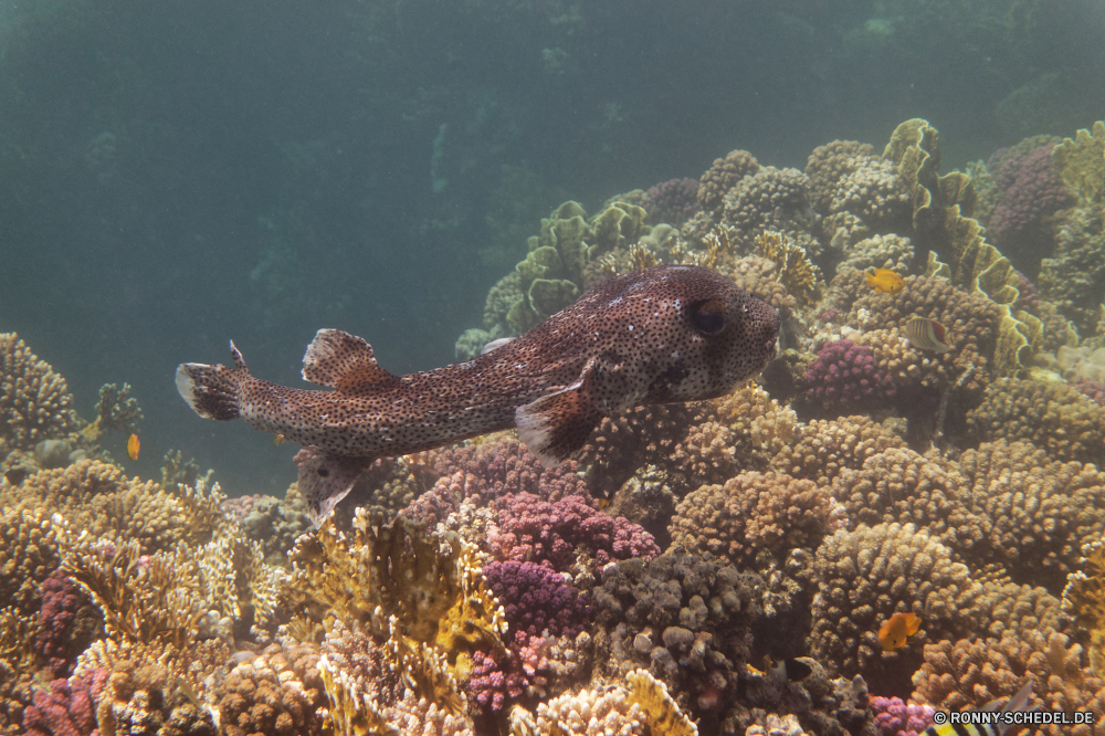 Royal Tulip Beach Resort Coral reef Riff Unterwasser Koralle Fisch Meer Ozean Marine Tauchen Tropischer Wasser aquatische Grat Tier Tauchgang Salzwasser exotische natürliche Höhe Tauchen Sonnenlicht Kolonie Sonne Sonnenstrahl Wirbellose bunte tief Reisen sea hare erkunden Exploration Urlaub hell Leben Strahlen unter Strahl Schneckenart geologische formation Tourismus Taucher unter Mollusk Stachelhäuter Seestern Unterwasser Orte nass unter welligkeit Traum Entspannung Aquarium 3D Wildtiere Blasen Sonnenschein Farbe Schule Licht Scuba diving Salz Schwimmen seelandschaft Fische Flüssigkeit transparente klar weiche Anemone Reinheit Erholung unter Wasser Tiefe Harmonie Sommer Tiere frische Luft Ruhe Oberfläche Sonnenstrahlen Urlaub gelassene Bewegung frisch coral reef reef underwater coral fish sea ocean marine diving tropical water aquatic ridge animal dive saltwater exotic natural elevation scuba sunlight colony sun sunbeam invertebrate colorful deep travel sea hare explore exploration vacation bright life rays below ray gastropod geological formation tourism diver beneath mollusk echinoderm starfish undersea places wet under ripple dream relaxation aquarium 3d wildlife bubbles sunshine color school light scuba diving salt swimming seascape fishes liquid transparent clear soft anemone purity recreation submerged depth harmony summer animals freshness calm surface sunbeams holiday serene movement fresh