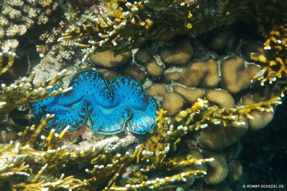 Royal Tulip Beach Resort Venusmuschel Muscheln Mollusk Unterwasser Koralle Fisch Wirbellose Riff Meer Tier Ozean Wasser Tropischer Marine Tauchen aquatische Tauchen Tauchgang Salzwasser exotische bunte Reisen tief Kolonie Sonnenlicht Leben Sonne Urlaub Sonnenstrahl Wildtiere unter erkunden Exploration Tourismus Farbe Schwimmen Unterwasser unter hell Entspannung Traum Schnorcheln Orte seelandschaft Blasen Strahl Coral reef Strahlen unter Oberfläche Taucher 3D Tiefe klar Stachelhäuter Tiere Licht Fische Aquarium Schwimmen Schule Scuba diving Anemone Salz Federstern Sommer See Ruhe Wild Fels Türkis dunkel Aal Sport Park friedliche ruhige weiche clam bivalve mollusk underwater coral fish invertebrate reef sea animal ocean water tropical marine diving aquatic scuba dive saltwater exotic colorful travel deep colony sunlight life sun vacation sunbeam wildlife below explore exploration tourism color swimming undersea beneath bright relaxation dream snorkeling places seascape bubbles ray coral reef rays under surface diver 3d depth clear echinoderm animals light fishes aquarium swim school scuba diving anemone salt feather star summer lake calm wild rock turquoise dark eel sport park peaceful tranquil soft