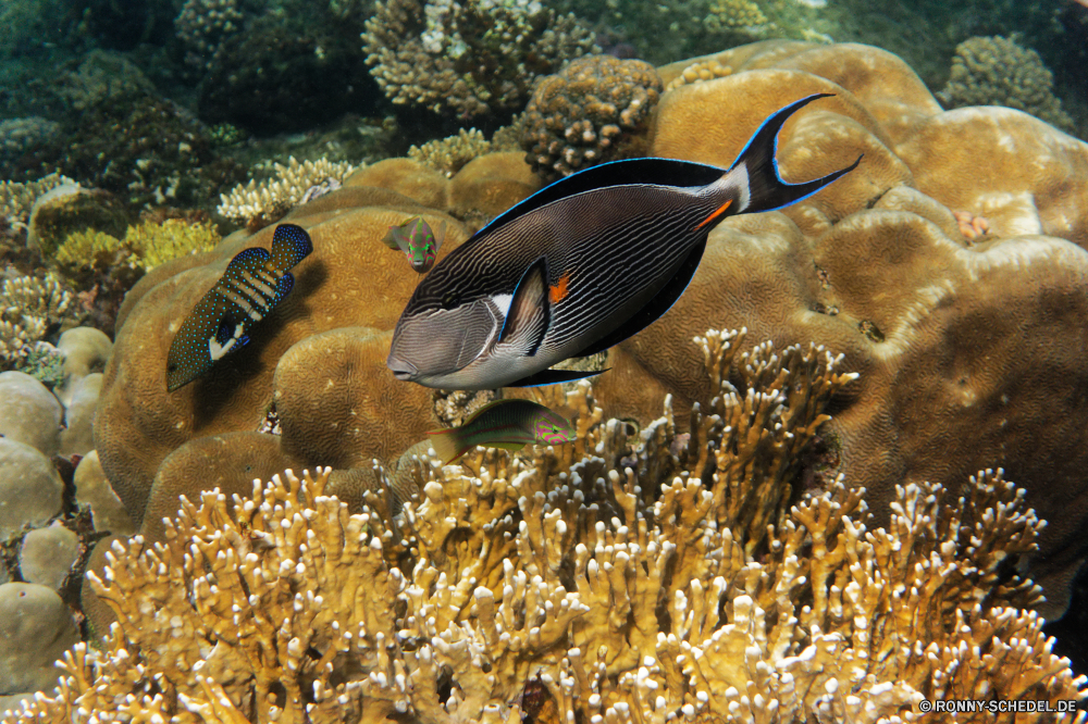 Royal Tulip Beach Resort Coral reef Riff Unterwasser Koralle Grat Meer Fisch Tropischer Ozean Marine Wasser natürliche Höhe Tauchgang exotische Tauchen Anemonenfisch aquatische Salzwasser Tauchen Reisen Kolonie Urlaub tief bunte erkunden geologische formation Tourismus Exploration Orte Blasen Traum Anemone Leben Wildtiere Sonnenlicht Unterwasser Schwimmen Fische Aquarium Sonne hell Taucher Schnorcheln Tiefe seelandschaft Abenteuer Sonnenstrahl unter Tiere Scuba diving Entspannung Farbe Sport Salz Strahlen Schwimmen Strahl Schule Schnorchel unter unter Skalar Schnapper Tierwelt Umwelt- schwarz nass Sommer coral reef reef underwater coral ridge sea fish tropical ocean marine water natural elevation dive exotic diving anemone fish aquatic saltwater scuba travel colony vacation deep colorful explore geological formation tourism exploration places bubbles dream anemone life wildlife sunlight undersea swimming fishes aquarium sun bright diver snorkeling depth seascape adventure sunbeam under animals scuba diving relaxation color sport salt rays swim ray school snorkel beneath below angelfish snapper fauna environmental black wet summer