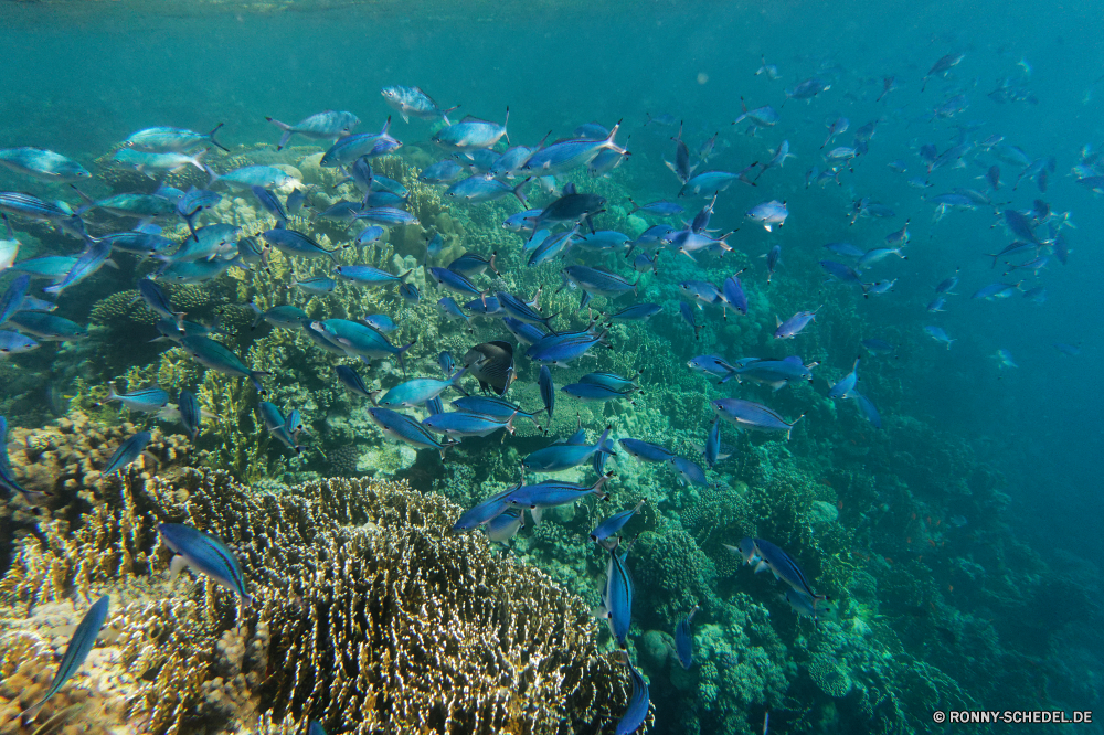 Royal Tulip Beach Resort Coral reef Riff Grat Unterwasser Fisch Koralle Meer natürliche Höhe Ozean Tauchen Tropischer Wasser Marine aquatische Tier Salzwasser geologische formation Tauchgang Tauchen exotische Sonnenlicht Reisen Sonne Kolonie Sonnenstrahl bunte tief Tourismus erkunden Exploration Urlaub Strahlen hell Leben Strahl Entspannung unter unter Orte seelandschaft nass Traum Farbe Taucher unter welligkeit Sonnenschein Unterwasser Schule Wildtiere Anemone Blasen Scuba diving 3D Schwimmen Oberfläche Licht klar Flüssigkeit Fische Aquarium transparente Reinheit Tiefe Türkis ruhige Sommer unter Wasser Salz frisch gelassene frische Luft weiche Erholung Sonnenstrahlen Urlaub Szenen Wild Szene idyllische Harmonie Tiere See friedliche coral reef reef ridge underwater fish coral sea natural elevation ocean diving tropical water marine aquatic animal saltwater geological formation dive scuba exotic sunlight travel sun colony sunbeam colorful deep tourism explore exploration vacation rays bright life ray relaxation below beneath places seascape wet dream color diver under ripple sunshine undersea school wildlife anemone bubbles scuba diving 3d swimming surface light clear liquid fishes aquarium transparent purity depth turquoise tranquil summer submerged salt fresh serene freshness soft recreation sunbeams holiday scenes wild scene idyllic harmony animals lake peaceful