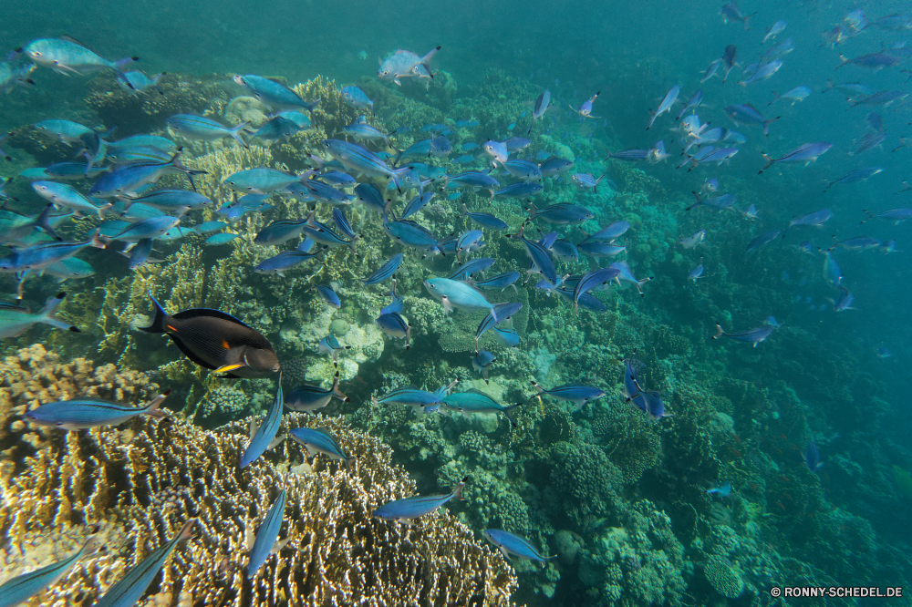 Royal Tulip Beach Resort Coral reef Riff Grat aquatische Unterwasser Fisch Koralle Meer Ozean Wasser Tropischer natürliche Höhe Marine Tauchen Tauchgang Salzwasser exotische Tauchen Reisen Tier Urlaub geologische formation Aquarium Tourismus bunte Kolonie Leben tief Sonne Sonnenlicht erkunden Sonnenstrahl Schwimmen hell klar Traum Wildtiere Exploration Türkis seelandschaft Blasen Orte Taucher Strahlen Schule nass Strahl welligkeit Tiere Schnapper Unterwasser Fische Entspannung Schwimmen unter transparente Farbe Flüssigkeit Scuba diving unter Schnorcheln Szene Sonnenschein Licht horizontale Tank unter Welle Urlaub Hai Strand Insel Sommer Sport Landschaft Erholung Schnorchel Anemone Flossen Tiefe Salz Aqua gestreift Reflexion schwarz coral reef reef ridge aquatic underwater fish coral sea ocean water tropical natural elevation marine diving dive saltwater exotic scuba travel animal vacation geological formation aquarium tourism colorful colony life deep sun sunlight explore sunbeam swimming bright clear dream wildlife exploration turquoise seascape bubbles places diver rays school wet ray ripple animals snapper undersea fishes relaxation swim below transparent color liquid scuba diving beneath snorkeling scene sunshine light horizontal tank under wave holiday shark beach island summer sport landscape recreation snorkel anemone fins depth salt aqua striped reflection black