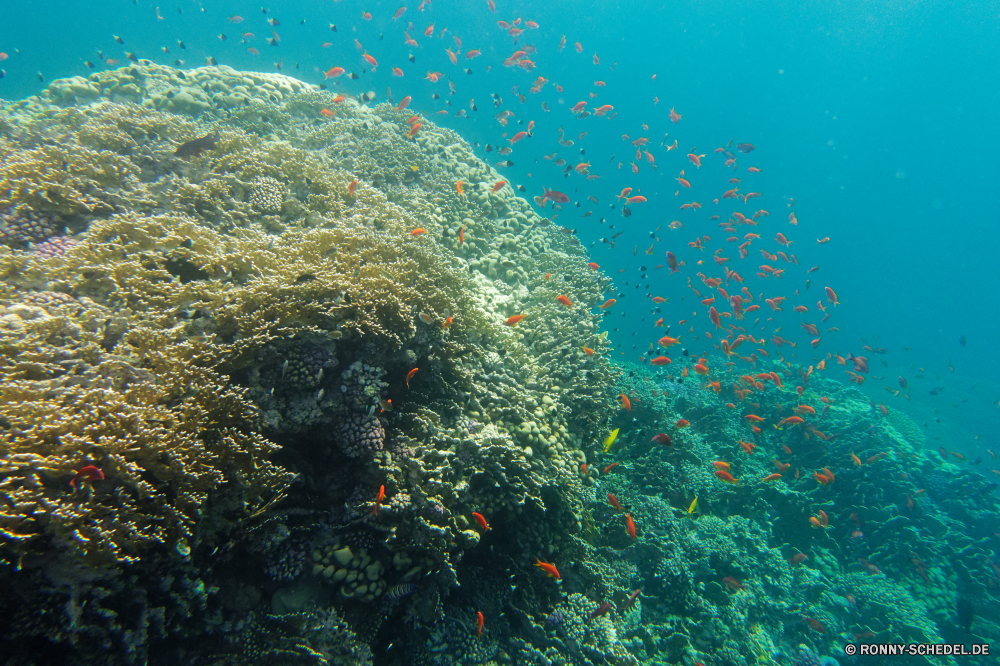 Royal Tulip Beach Resort Coral reef Riff Grat Unterwasser Koralle Meer Fisch natürliche Höhe Ozean Tauchen Wasser Tropischer Marine aquatische Tauchen Salzwasser Tier Tauchgang geologische formation Sonnenlicht exotische Sonnenstrahl Sonne Reisen Kolonie Taucher bunte Strahlen tief Strahl unter Exploration Leben hell unter Entspannung erkunden Urlaub Tourismus unter seelandschaft Farbe 3D welligkeit Fische Tiefe nass Oberfläche Scuba diving Unterwasser Sonnenschein unter Wasser Orte Schule transparente klar Anemone Wildtiere Licht Salz Schwimmen Blasen Traum Aquarium See Ruhe Sonnenstrahlen Szenen ins Rollen Sommer gerendert Flüssigkeit gelassene Scuba diver Urlaub Reinheit dunkel weiche Erholung Kopie Szene frisch Harmonie Tiere frische Luft ruhige Raum Türkis friedliche coral reef reef ridge underwater coral sea fish natural elevation ocean diving water tropical marine aquatic scuba saltwater animal dive geological formation sunlight exotic sunbeam sun travel colony diver colorful rays deep ray below exploration life bright beneath relaxation explore vacation tourism under seascape color 3d ripple fishes depth wet surface scuba diving undersea sunshine submerged places school transparent clear anemone wildlife light salt swimming bubbles dream aquarium lake calm sunbeams scenes rolling summer rendered liquid serene scuba diver holiday purity dark soft recreation copy scene fresh harmony animals freshness tranquil space turquoise peaceful