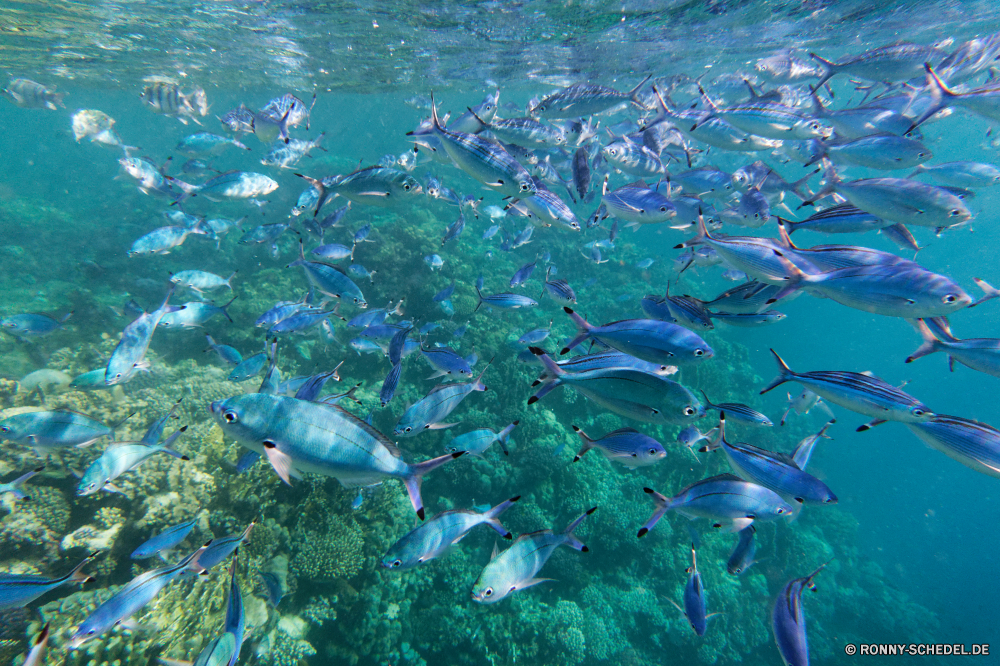 Royal Tulip Beach Resort Coral reef Riff Grat Fisch Unterwasser Meer Wasser Ozean natürliche Höhe Koralle Tropischer Marine Tauchen aquatische Tauchen geologische formation Tauchgang Reisen Sonne Salzwasser Coho Urlaub exotische nass Speisefische Schwimmen tief Aquarium Flüssigkeit Sonnenlicht Tourismus bunte Türkis welligkeit transparente Lachs klar Leben Sonnenstrahl Strahlen Welle Schwimmen Wildtiere hell Sommer Mondfisch Strahl Hai seelandschaft Aqua Oberfläche Licht Fische Sonnenschein Textur Strand Kolonie Schnapper Schwimmbad Reflexion Traum Entspannung erkunden Exploration Blasen Urlaub Wellen See Schule Farbe Orte Szene frisch spiny-finned fish Tiere Insel Muster ruhige flache unter Entspannen Sie sich horizontale Reinigen frische Luft Taucher Hammerhai natürliche Küste Erholung landschaftlich coral reef reef ridge fish underwater sea water ocean natural elevation coral tropical marine diving aquatic scuba geological formation dive travel sun saltwater coho vacation exotic wet food fish swim deep aquarium liquid sunlight tourism colorful turquoise ripple transparent salmon clear life sunbeam rays wave swimming wildlife bright summer sunfish ray shark seascape aqua surface light fishes sunshine texture beach colony snapper pool reflection dream relaxation explore exploration bubbles holiday waves lake school color places scene fresh spiny-finned fish animals island pattern tranquil shallow under relax horizontal clean freshness diver hammerhead natural coast recreation scenic