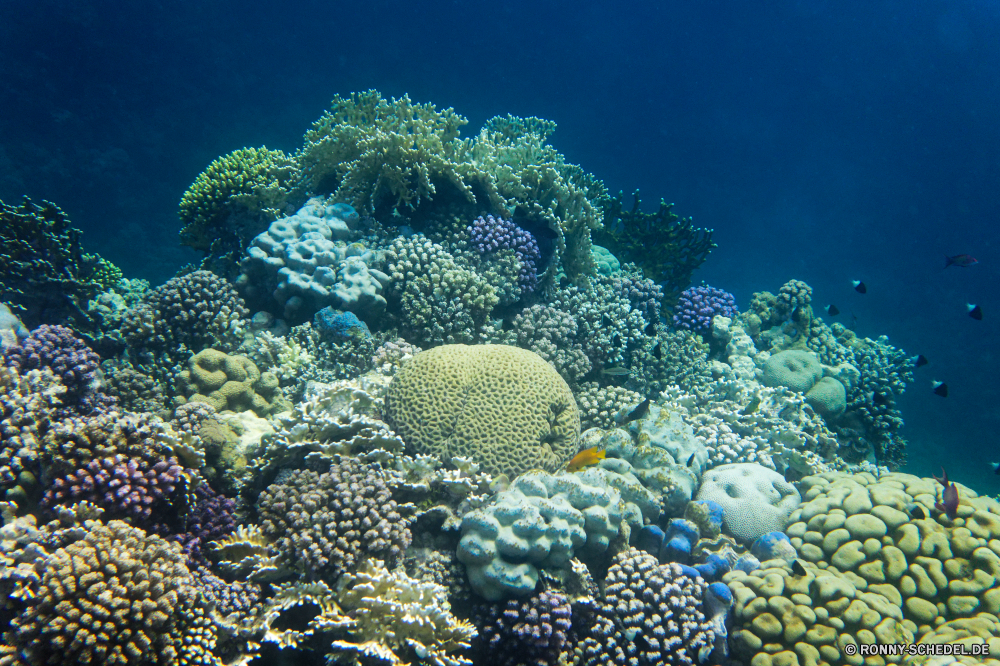 Royal Tulip Beach Resort Coral reef Riff Koralle Unterwasser Fisch Meer Grat Ozean Tropischer Tauchen Hirnkoralle Wasser Marine aquatische Steinkorallen natürliche Höhe Tauchgang Salzwasser exotische Tauchen Tier Kolonie Reisen tief Sonnenlicht bunte Urlaub erkunden geologische formation Tourismus Leben Exploration Sonne Sonnenstrahl Orte hell Blasen Taucher Traum Wildtiere unter Schwimmen Unterwasser Fische Farbe Strahlen Strahl Aquarium Scuba diving unter Anemone unter Entspannung Schule seelandschaft nass Tiere 3D Licht Tiefe welligkeit Klima Wild Salz Sonnenschein Sport weiche Schnorcheln Urlaub klar Tierwelt Abenteuer transparente Sommer Oberfläche coral reef reef coral underwater fish sea ridge ocean tropical diving brain coral water marine aquatic stony coral natural elevation dive saltwater exotic scuba animal colony travel deep sunlight colorful vacation explore geological formation tourism life exploration sun sunbeam places bright bubbles diver dream wildlife below swimming undersea fishes color rays ray aquarium scuba diving under anemone beneath relaxation school seascape wet animals 3d light depth ripple climate wild salt sunshine sport soft snorkeling holiday clear fauna adventure transparent summer surface