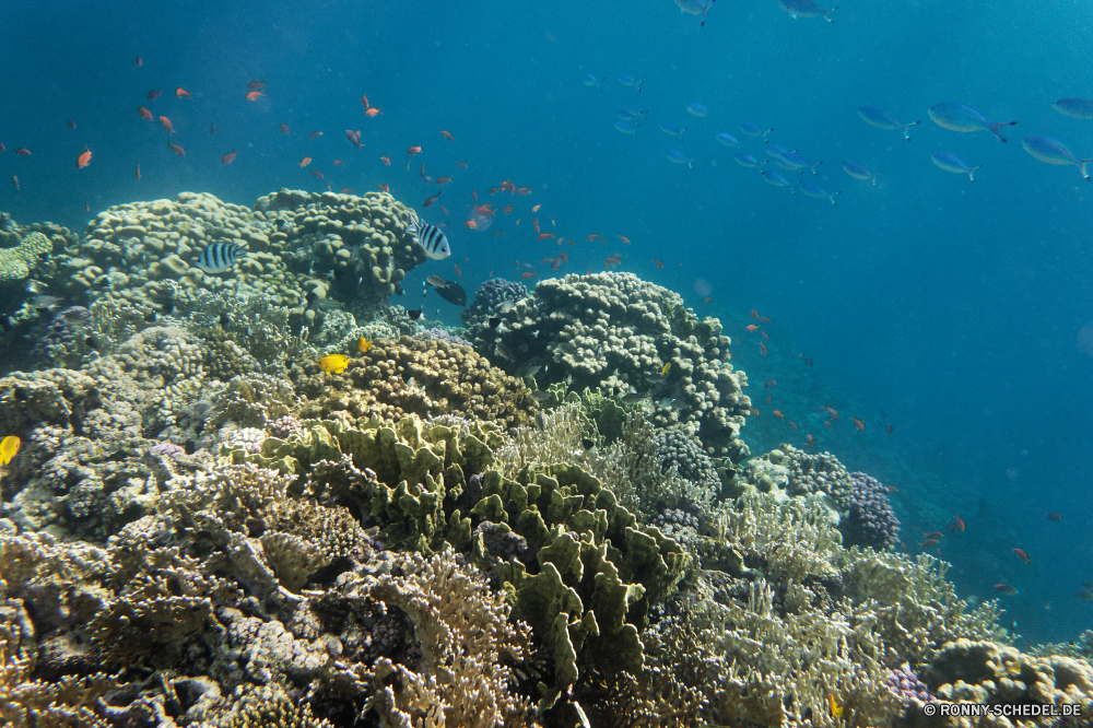 Royal Tulip Beach Resort Coral reef Riff Grat Koralle Unterwasser Fisch Meer natürliche Höhe Ozean Tauchen Wasser Marine Tropischer aquatische Tier Salzwasser Tauchgang exotische geologische formation Tauchen Sonnenlicht Sonnenstrahl Sonne Kolonie Reisen Strahlen bunte Exploration erkunden Tourismus tief Urlaub Strahl hell Leben unter unter Entspannung Taucher nass welligkeit Orte Traum unter seelandschaft Sonnenschein transparente 3D Farbe Blasen Unterwasser Fische Oberfläche Flüssigkeit Reinheit Scuba diving Schule Tiefe Licht unter Wasser frische Luft Erholung Salz Urlaub Sonnenstrahlen Szenen frisch Sommer klar gelassene Harmonie See Ruhe weiche Wildtiere ins Rollen Szene gerendert Schwimmen Aquarium ruhige Kopie Anemone Raum dunkel coral reef reef ridge coral underwater fish sea natural elevation ocean diving water marine tropical aquatic animal saltwater dive exotic geological formation scuba sunlight sunbeam sun colony travel rays colorful exploration explore tourism deep vacation ray bright life beneath below relaxation diver wet ripple places dream under seascape sunshine transparent 3d color bubbles undersea fishes surface liquid purity scuba diving school depth light submerged freshness recreation salt holiday sunbeams scenes fresh summer clear serene harmony lake calm soft wildlife rolling scene rendered swimming aquarium tranquil copy anemone space dark