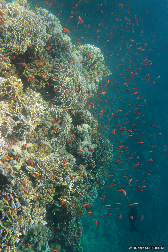 Royal Tulip Beach Resort Riff Coral reef Unterwasser Koralle Meer Fisch Grat Marine Ozean Tropischer Tauchen aquatische Wasser Salzwasser natürliche Höhe exotische Anemonenfisch Tauchgang bunte Tauchen Kolonie hell Sonne Goldfisch Sonnenlicht Sonnenstrahl Reisen Exploration geologische formation erkunden Urlaub tief Strahl Leben Strahlen Tourismus Farbe Fische Urlaub nass Schwimmen Baum Orte Licht welligkeit Taucher woody plant Anemone Unterwasser unter unter Wildtiere Salz unter klar Traum Sonnenschein Pflanze Entspannung Aquarium lebendige seelandschaft frisch Schule Oberfläche Scuba diving 3D Blasen weiche transparente Sommer vascular plant Saison reef coral reef underwater coral sea fish ridge marine ocean tropical diving aquatic water saltwater natural elevation exotic anemone fish dive colorful scuba colony bright sun goldfish sunlight sunbeam travel exploration geological formation explore vacation deep ray life rays tourism color fishes holiday wet swimming tree places light ripple diver woody plant anemone undersea beneath below wildlife salt under clear dream sunshine plant relaxation aquarium vibrant seascape fresh school surface scuba diving 3d bubbles soft transparent summer vascular plant season