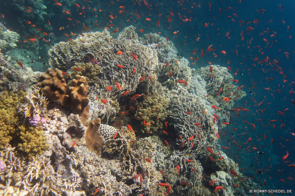 Royal Tulip Beach Resort Coral reef Riff Unterwasser Koralle Fisch Grat Meer Ozean Marine Tauchen Tropischer Wasser aquatische natürliche Höhe Tier Salzwasser Tauchgang exotische Tauchen Sonnenlicht Sonne Sonnenstrahl bunte Kolonie Kaktus geologische formation hell Exploration Reisen tief erkunden Strahlen Urlaub Leben Strahl unter unter Tourismus Farbe Pflanze Entspannung Unterwasser nass 3D Taucher Urlaub Orte Licht Salz welligkeit Sea urchin Schule unter seelandschaft Traum Sonnenschein Fische Wirbellose Stachelhäuter Aquarium weiche Scuba diving Anemone Oberfläche Flüssigkeit Blasen Sommer transparente Tiefe klar frisch frische Luft Reinheit Erholung Wildtiere unter Wasser Schwimmen Harmonie Goldfisch Ruhe coral reef reef underwater coral fish ridge sea ocean marine diving tropical water aquatic natural elevation animal saltwater dive exotic scuba sunlight sun sunbeam colorful colony cactus geological formation bright exploration travel deep explore rays vacation life ray beneath below tourism color plant relaxation undersea wet 3d diver holiday places light salt ripple sea urchin school under seascape dream sunshine fishes invertebrate echinoderm aquarium soft scuba diving anemone surface liquid bubbles summer transparent depth clear fresh freshness purity recreation wildlife submerged swimming harmony goldfish calm