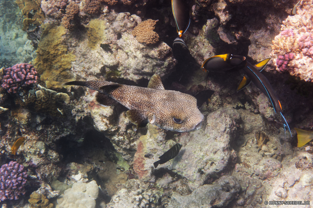 Royal Tulip Beach Resort Riff Fisch Unterwasser Koralle Meer Ozean Marine Coral reef Tropischer Wasser Kugelfisch aquatische Tauchgang Tauchen exotische Tauchen Salzwasser Grat bunte Kolonie Urlaub tief Aquarium Reisen natürliche Höhe erkunden Tourismus Orte Aal Traum Exploration Strahl Blasen Unterwasser Wildtiere Leben Taucher Schwimmen Tiefe geologische formation unter Schwimmen Sonne Schnapper Scuba diving hell Seestern seelandschaft Tiere Fische Sonnenlicht Ei Wirbellose Stachelhäuter schwarz Schnorcheln Farbe nass Oberfläche Muräne unter unter Tank Sonnenstrahl Abenteuer Entspannung Stechrochen Schule reef fish underwater coral sea ocean marine coral reef tropical water puffer aquatic dive diving exotic scuba saltwater ridge colorful colony vacation deep aquarium travel natural elevation explore tourism places eel dream exploration ray bubbles undersea wildlife life diver swimming depth geological formation under swim sun snapper scuba diving bright starfish seascape animals fishes sunlight egg invertebrate echinoderm black snorkeling color wet surface moray beneath below tank sunbeam adventure relaxation stingray school