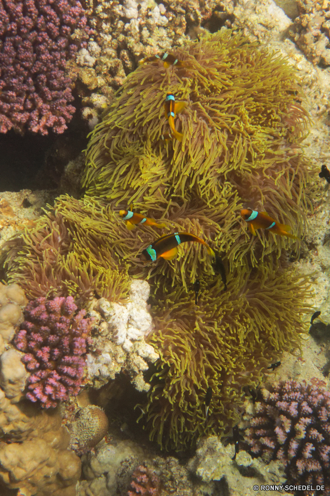 Royal Tulip Beach Resort Anemonenfisch Koralle Unterwasser Riff Meer Ozean Marine Tropischer Tauchen Fisch Wasser aquatische Tauchen Salzwasser Tauchgang Federstern exotische Wirbellose tief Coral reef Sonne bunte hell Stachelhäuter Sonnenlicht Sonnenstrahl Seeanemone Reisen Kolonie Leben Strahl Urlaub Anemone Strahlen Aquarium nass Entspannung Unterwasser Tourismus Exploration seelandschaft Farbe Grat erkunden unter Schwimmen Wildtiere unter Schnorcheln unter welligkeit Sonnenschein Taucher Tiefe Tiere Salz Flüssigkeit Scuba diving Fische Orte Sommer Polyp natürliche Höhe Erholung transparente harte Korallen Oberfläche Blasen 3D Traum Schule Licht unter Wasser Urlaub klar unten Ruhe Tierwelt gelassene Reinheit ruhige anemone fish coral underwater reef sea ocean marine tropical diving fish water aquatic scuba saltwater dive feather star exotic invertebrate deep coral reef sun colorful bright echinoderm sunlight sunbeam sea anemone travel colony life ray vacation anemone rays aquarium wet relaxation undersea tourism exploration seascape color ridge explore under swimming wildlife beneath snorkeling below ripple sunshine diver depth animals salt liquid scuba diving fishes places summer polyp natural elevation recreation transparent hard coral surface bubbles 3d dream school light submerged holiday clear bottom tranquility fauna serene purity tranquil