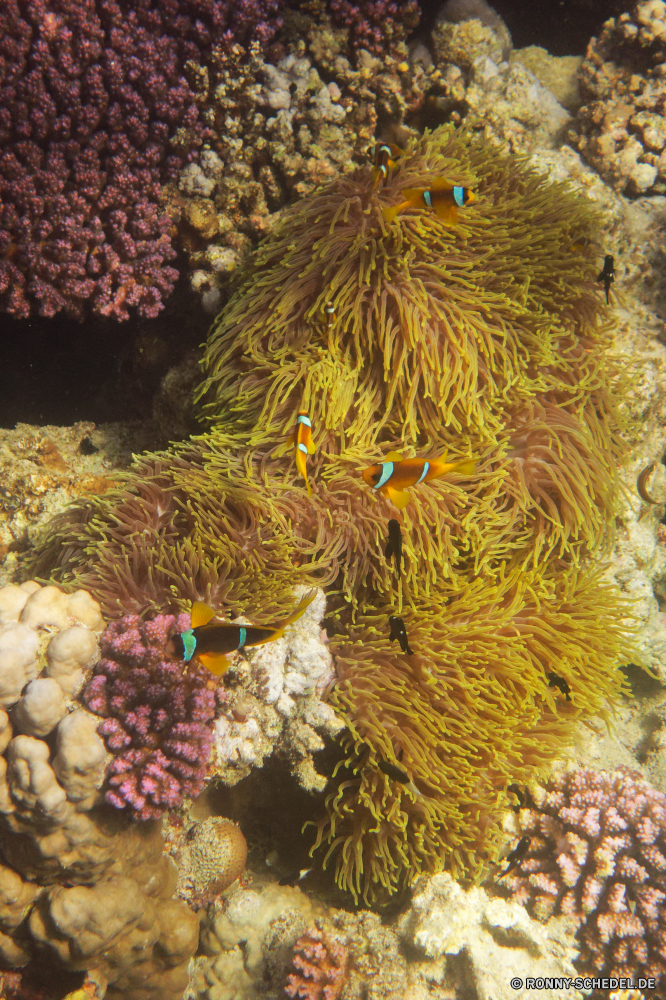 Royal Tulip Beach Resort Anemonenfisch Unterwasser Koralle Meer Marine Ozean Riff Tropischer Wasser Tauchen aquatische Salzwasser exotische Tauchgang Tauchen Fisch tief bunte Kolonie Sonnenlicht Exploration hell Urlaub Anemone Sonne Reisen Aquarium Sonnenstrahl Unterwasser erkunden Leben Strahl Wildtiere Farbe Tourismus Schnorcheln Entspannung Strahlen Schwimmen seelandschaft unter unter nass Tiefe Tiere Fische Orte unter Sommer Taucher Oberfläche Wirbellose Blasen Seeanemone Traum Sonnenschein Pflanze Schule natürliche harte Korallen Scuba diving unten 3D Salz Polyp welligkeit Licht Urlaub anemone fish underwater coral sea marine ocean reef tropical water diving aquatic saltwater exotic dive scuba fish deep colorful colony sunlight exploration bright vacation anemone sun travel aquarium sunbeam undersea explore life ray wildlife color tourism snorkeling relaxation rays swimming seascape beneath below wet depth animals fishes places under summer diver surface invertebrate bubbles sea anemone dream sunshine plant school natural hard coral scuba diving bottom 3d salt polyp ripple light holiday