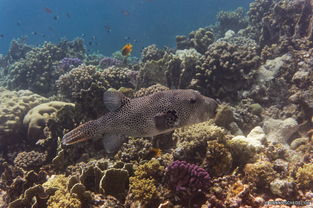 Royal Tulip Beach Resort Coral reef Riff Unterwasser Fisch Koralle Meer Grat Ozean Tropischer Tauchen Wasser Marine natürliche Höhe aquatische Tauchgang Salzwasser exotische Tauchen Aquarium Kolonie tief Reisen Sonnenlicht Urlaub bunte geologische formation Aal Exploration Sonne Leben Sonnenstrahl Tier erkunden Tourismus Kugelfisch Taucher unter hell Scuba diving Unterwasser unter unter Farbe Orte Strahl Strahlen Schwimmen Wildtiere Blasen Traum Schule Tiefe seelandschaft 3D Fische Salz Licht klar Entspannung Urlaub nass Tiere Oberfläche weiche Schnorchel Schwimmen welligkeit Sonnenschein Sommer harte Korallen unter Wasser Schnorcheln Klima Bewegung transparente coral reef reef underwater fish coral sea ridge ocean tropical diving water marine natural elevation aquatic dive saltwater exotic scuba aquarium colony deep travel sunlight vacation colorful geological formation eel exploration sun life sunbeam animal explore tourism puffer diver below bright scuba diving undersea beneath under color places ray rays swimming wildlife bubbles dream school depth seascape 3d fishes salt light clear relaxation holiday wet animals surface soft snorkel swim ripple sunshine summer hard coral submerged snorkeling climate movement transparent