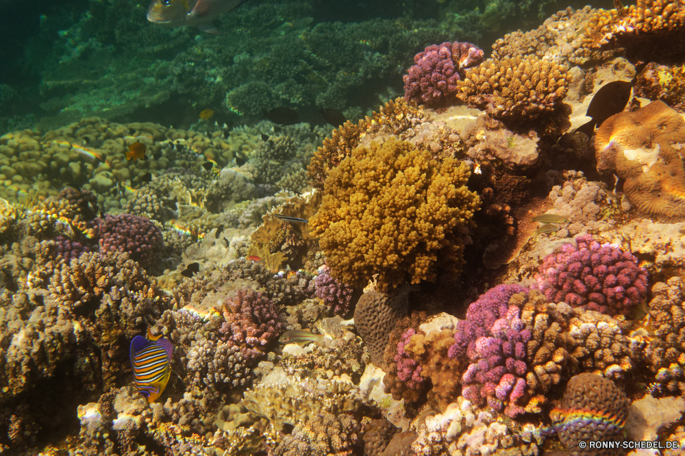 Royal Tulip Beach Resort Coral reef Riff Unterwasser Koralle Meer Fisch Ozean Grat Marine Tropischer Tauchen Wasser aquatische Tier Salzwasser natürliche Höhe exotische Tauchgang Tauchen Kolonie Sonnenlicht bunte Wirbellose Sonne Reisen tief Sonnenstrahl Urlaub geologische formation erkunden Exploration Polyp Leben Tourismus unter hell Strahl Strahlen unter coelenterate Unterwasser Farbe Orte Traum Wildtiere Aquarium Blasen Entspannung seelandschaft nass Anemone unter Schwimmen Seeanemone 3D Taucher Schnorcheln welligkeit Sommer Schule Tiefe Oberfläche klar Sonnenschein Licht Anemonenfisch Salz weiche Scuba diving unter Wasser Sonnenstrahlen Fische gelassene Tiere Ruhe ruhige harte Korallen Szenen ins Rollen Ruhe gerendert Park See friedliche transparente Kopie Stachelhäuter coral reef reef underwater coral sea fish ocean ridge marine tropical diving water aquatic animal saltwater natural elevation exotic dive scuba colony sunlight colorful invertebrate sun travel deep sunbeam vacation geological formation explore exploration polyp life tourism below bright ray rays beneath coelenterate undersea color places dream wildlife aquarium bubbles relaxation seascape wet anemone under swimming sea anemone 3d diver snorkeling ripple summer school depth surface clear sunshine light anemone fish salt soft scuba diving submerged sunbeams fishes serene animals calm tranquil hard coral scenes rolling tranquility rendered park lake peaceful transparent copy echinoderm