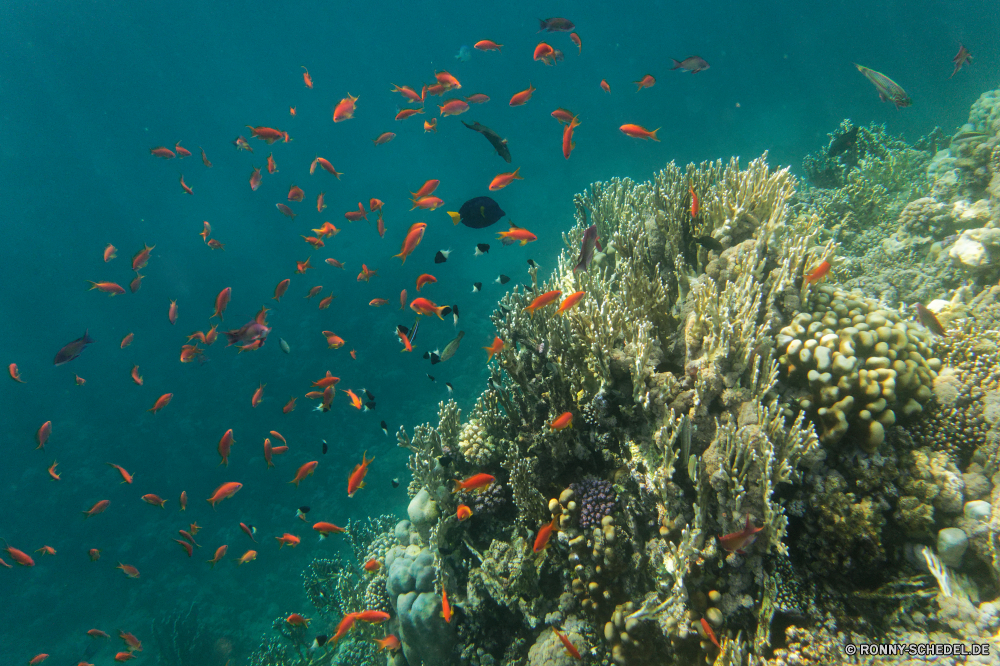 Royal Tulip Beach Resort Coral reef Riff Grat Unterwasser Fisch Koralle Meer Tauchen aquatische Ozean Tropischer Wasser Marine natürliche Höhe Goldfisch Salzwasser exotische Sonnenlicht Tauchen Tauchgang Sonnenstrahl Sonne bunte geologische formation Kolonie hell Reisen Strahlen tief Exploration Strahl Leben erkunden nass welligkeit Aquarium Entspannung Fische Farbe Tier unter Flüssigkeit Urlaub unter transparente Tourismus Taucher Sonnenschein Schwimmen klar Reinheit frisch unter Licht 3D Orte Schule seelandschaft Scuba diving Unterwasser Wildtiere Oberfläche Salz Traum Urlaub frische Luft Erholung Teich Blasen Harmonie Orange unter Wasser Tiefe Sommer gelassene Tiere weiche coral reef reef ridge underwater fish coral sea diving aquatic ocean tropical water marine natural elevation goldfish saltwater exotic sunlight scuba dive sunbeam sun colorful geological formation colony bright travel rays deep exploration ray life explore wet ripple aquarium relaxation fishes color animal beneath liquid vacation below transparent tourism diver sunshine swimming clear purity fresh under light 3d places school seascape scuba diving undersea wildlife surface salt dream holiday freshness recreation pond bubbles harmony orange submerged depth summer serene animals soft