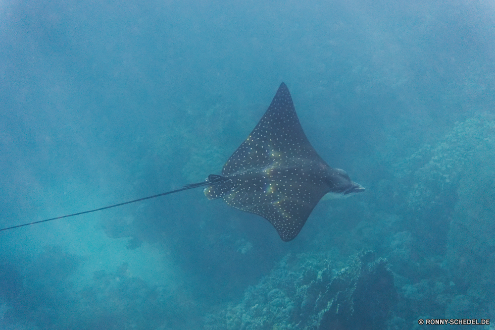 Royal Tulip Beach Resort Stechrochen Strahl Fisch Zitterrochen Meer Ozean Wasser Unterwasser Tropischer Marine Riff Tauchen Koralle aquatische Schwimmen Tauchen Reisen Tauchgang Leben Urlaub Aquarium Schwimmen tief Salzwasser exotische Sonne Tourismus Sommer Sonnenlicht Himmel FIN Wildtiere Farbe bunte Urlaub Licht Schwimmbad Boot Tiere Sport Spaß Hai Taucher Sand Welle hell Strand Insel Erholung Flossen Delphin erkunden Tank Blasen Freizeit Säugetier schwarz Sterne stingray ray fish electric ray sea ocean water underwater tropical marine reef diving coral aquatic swimming scuba travel dive life vacation aquarium swim deep saltwater exotic sun tourism summer sunlight sky fin wildlife color colorful holiday light pool boat animals sport fun shark diver sand wave bright beach island recreation fins dolphin explore tank bubbles leisure mammal black star