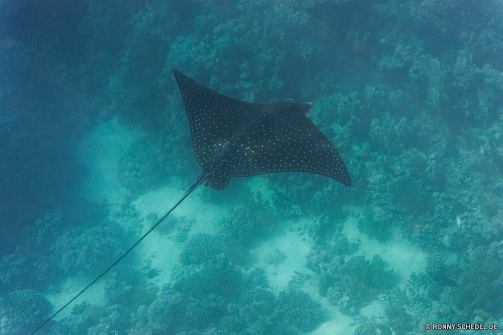 Royal Tulip Beach Resort Stechrochen Strahl Fisch Unterwasser Meer Ozean Riff Wasser Koralle Marine Tropischer Tauchen Tauchen aquatische Zitterrochen Tauchgang exotische Salzwasser Reisen Schwimmen Urlaub tief Aquarium Leben bunte Schwimmen seelandschaft Wildtiere Taucher Tourismus Sport Schnorcheln erkunden Sonne Kolonie Tank hell Schnorchel Blasen klar Exploration Sonnenlicht Traum Hai Farbe Tiere Insel Strand Unterwasser Fische Tiefe Spaß Abenteuer Sommer Erholung Sonnenstrahl unter Sand Schwimmbad nass Landschaft Skalar Flossen Orte Urlaub Aqua Entspannung Scuba diving Welle Salz Strahlen horizontale Freizeit Licht friedliche Gefahr Säugetier schwarz landschaftlich Himmel stingray ray fish underwater sea ocean reef water coral marine tropical diving scuba aquatic electric ray dive exotic saltwater travel swimming vacation deep aquarium life colorful swim seascape wildlife diver tourism sport snorkeling explore sun colony tank bright snorkel bubbles clear exploration sunlight dream shark color animals island beach undersea fishes depth fun adventure summer recreation sunbeam under sand pool wet landscape angelfish fins places holiday aqua relaxation scuba diving wave salt rays horizontal leisure light peaceful danger mammal black scenic sky