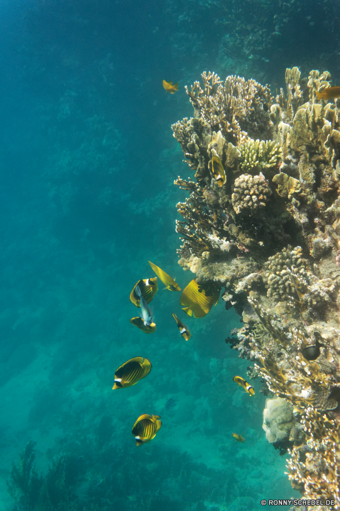 Royal Tulip Beach Resort Riff Unterwasser Fisch Meer Koralle Coral reef Ozean Tauchen Wasser Schwimmer Tropischer Marine aquatische Taucher Tier Salzwasser Athlet Grat Scuba diver Tauchen exotische Sonnenlicht Tauchgang Sonne Kandidat Sonnenstrahl Kolonie natürliche Höhe Reisen Strahlen Explorer hell Person bunte tief Exploration Entspannung erkunden Strahl Tourismus unter Leben unter Urlaub welligkeit nass Orte 3D Farbe unter Blasen Sonnenschein geologische formation seelandschaft Schule transparente Traum Flüssigkeit Fische Tiefe Oberfläche Reinheit Scuba diving Anemone Unterwasser frische Luft Erholung Licht Schwimmen klar Harmonie unter Wasser Aquarium Wildtiere frisch Sommer Urlaub See Ruhe Sonnenstrahlen Szenen ins Rollen Kopie Salz gerendert gelassene dunkel ruhige weiche Türkis Raum idyllische horizontale reef underwater fish sea coral coral reef ocean diving water swimmer tropical marine aquatic diver animal saltwater athlete ridge scuba diver scuba exotic sunlight dive sun contestant sunbeam colony natural elevation travel rays explorer bright person colorful deep exploration relaxation explore ray tourism below life beneath vacation ripple wet places 3d color under bubbles sunshine geological formation seascape school transparent dream liquid fishes depth surface purity scuba diving anemone undersea freshness recreation light swimming clear harmony submerged aquarium wildlife fresh summer holiday lake calm sunbeams scenes rolling copy salt rendered serene dark tranquil soft turquoise space idyllic horizontal