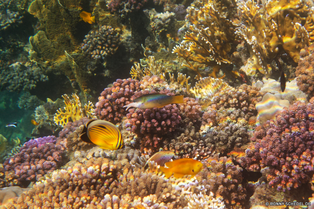 Royal Tulip Beach Resort Riff Tier Unterwasser Wirbellose Fisch Barnacle Koralle Meer Ozean Krustentier Marine Tropischer Wasser Tauchen aquatische Polyp Gliederfüßer Salzwasser coelenterate exotische Tauchgang bunte Tauchen Coral reef Kolonie Sonnenlicht Reisen Sonne Urlaub Tourismus Sonnenstrahl tief Leben hell erkunden Exploration Farbe Grat Aquarium Strahlen Strahl unter unter Orte Unterwasser gelb Oberfläche Traum Entspannung seelandschaft Blasen Taucher Anemone nass Wildtiere Textur natürliche Höhe Pflanze 3D Urlaub Licht Datum Fische Herbst Salz Organismus Orange Sommer Blumen unter Saison Sonnenschein Pflanzen Park Rau weiche Stachelhäuter Farben klar Fels Tiefe Schwimmen welligkeit Korn Braun Blatt reef animal underwater invertebrate fish barnacle coral sea ocean crustacean marine tropical water diving aquatic polyp arthropod saltwater coelenterate exotic dive colorful scuba coral reef colony sunlight travel sun vacation tourism sunbeam deep life bright explore exploration color ridge aquarium rays ray beneath below places undersea yellow surface dream relaxation seascape bubbles diver anemone wet wildlife texture natural elevation plant 3d holiday light date fishes autumn salt organism orange summer flowers under season sunshine plants park rough soft echinoderm colors clear rock depth swimming ripple grain brown leaf