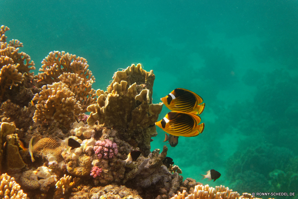 Royal Tulip Beach Resort Coral reef Riff Grat Unterwasser Koralle Fisch Meer Ozean Tropischer Tauchen natürliche Höhe Wasser Marine aquatische Salzwasser Tauchgang exotische Tauchen Tier geologische formation Sonnenlicht Kolonie tief Sonne Reisen Sonnenstrahl Urlaub bunte Leben erkunden Exploration hell Strahlen Taucher Strahl Tourismus Entspannung unter Farbe Unterwasser unter Fische Orte Aquarium unter Schwimmen seelandschaft Wildtiere Blasen Anemone nass 3D Traum Anemonenfisch Scuba diving Tiefe Salz welligkeit Schule Sonnenschein Sommer Urlaub Licht Schnorcheln Oberfläche klar Tiere weiche transparente unter Wasser Ruhe Sonnenstrahlen Szenen ins Rollen Flüssigkeit gerendert Klima gelassene Wirbellose Sport Reinheit See Erholung Kopie coral reef reef ridge underwater coral fish sea ocean tropical diving natural elevation water marine aquatic saltwater dive exotic scuba animal geological formation sunlight colony deep sun travel sunbeam vacation colorful life explore exploration bright rays diver ray tourism relaxation below color undersea beneath fishes places aquarium under swimming seascape wildlife bubbles anemone wet 3d dream anemone fish scuba diving depth salt ripple school sunshine summer holiday light snorkeling surface clear animals soft transparent submerged calm sunbeams scenes rolling liquid rendered climate serene invertebrate sport purity lake recreation copy