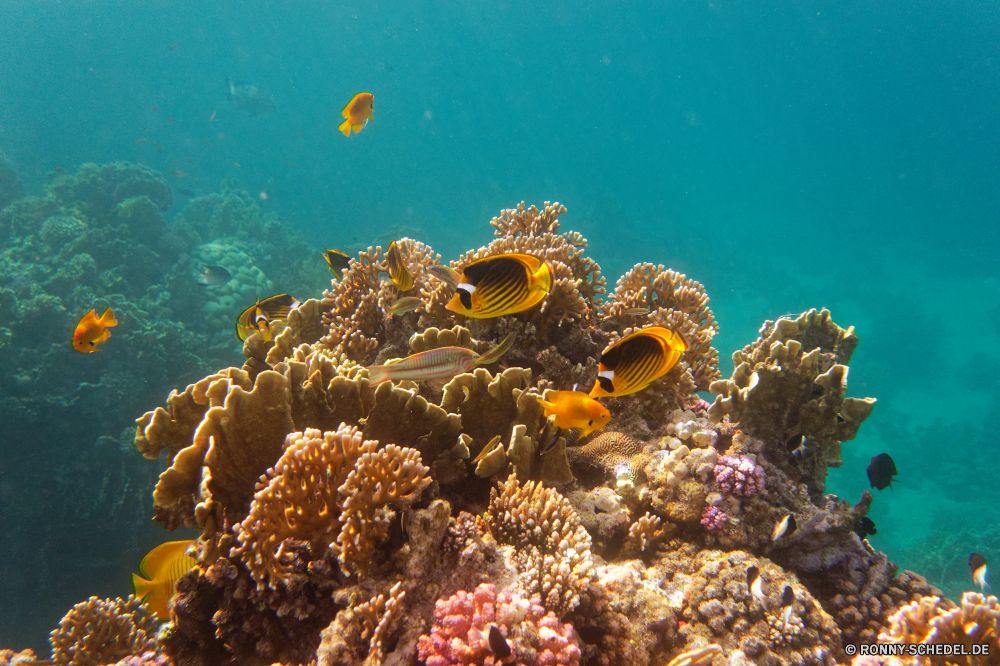 Royal Tulip Beach Resort Coral reef Riff Grat Unterwasser Koralle Fisch Meer Ozean natürliche Höhe Tauchen Tropischer Wasser Marine aquatische Salzwasser Tauchen Tauchgang Tier exotische geologische formation Sonnenlicht Kolonie Sonne Sonnenstrahl Reisen tief bunte Leben Urlaub erkunden Exploration unter Strahlen hell Strahl Taucher unter Tourismus Entspannung unter Farbe Unterwasser Fische Orte seelandschaft 3D Schwimmen Blasen Aquarium Schule Traum Anemone Licht Tiefe Wildtiere klar nass Salz Oberfläche Tiere Scuba diving unter Wasser welligkeit Sonnenschein Urlaub weiche Sommer Sonnenstrahlen Szenen gerendert gelassene Ruhe Sport transparente Schnorcheln ins Rollen Wild Flüssigkeit Szene Türkis Klima dunkel See Kopie Raum coral reef reef ridge underwater coral fish sea ocean natural elevation diving tropical water marine aquatic saltwater scuba dive animal exotic geological formation sunlight colony sun sunbeam travel deep colorful life vacation explore exploration below rays bright ray diver beneath tourism relaxation under color undersea fishes places seascape 3d swimming bubbles aquarium school dream anemone light depth wildlife clear wet salt surface animals scuba diving submerged ripple sunshine holiday soft summer sunbeams scenes rendered serene calm sport transparent snorkeling rolling wild liquid scene turquoise climate dark lake copy space