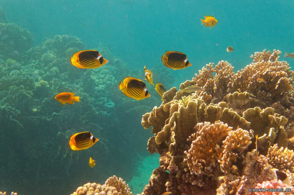 Royal Tulip Beach Resort Coral reef Riff Unterwasser Meer Koralle Fisch Grat Ozean Tropischer Tier Wasser Marine Tauchen aquatische natürliche Höhe Salzwasser exotische Tauchgang Qualle Tauchen Sonnenlicht Kolonie Reisen Sonne Sonnenstrahl Wirbellose geologische formation bunte erkunden Exploration Leben Urlaub tief hell Tourismus unter Strahlen unter Orte Strahl Fische unter Blasen Taucher Farbe seelandschaft Traum Entspannung sea squirt nass 3D Unterwasser Tiefe Schule Schwimmen Scuba diving Salz Urlaub Licht klar Aquarium unter Wasser Wildtiere welligkeit Sommer Ruhe Anemone Oberfläche gelassene Sonnenschein Tiere weiche transparente Sonnenstrahlen Szenen ins Rollen Flüssigkeit gerendert See Kopie Wild Klima dunkel Reinheit coral reef reef underwater sea coral fish ridge ocean tropical animal water marine diving aquatic natural elevation saltwater exotic dive jellyfish scuba sunlight colony travel sun sunbeam invertebrate geological formation colorful explore exploration life vacation deep bright tourism below rays beneath places ray fishes under bubbles diver color seascape dream relaxation sea squirt wet 3d undersea depth school swimming scuba diving salt holiday light clear aquarium submerged wildlife ripple summer calm anemone surface serene sunshine animals soft transparent sunbeams scenes rolling liquid rendered lake copy wild climate dark purity