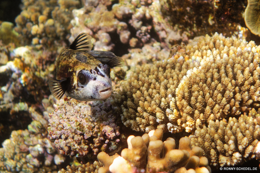 Royal Tulip Beach Resort Kugelfisch Unterwasser Fisch Meer Ozean Koralle Riff Tropischer Marine Wasser aquatische Salzwasser Tauchgang exotische Tauchen bunte Tauchen Kolonie erkunden Urlaub Reisen tief Tourismus Exploration Wildtiere Orte Blasen Traum Leben Wild Aquarium Sommer Vogel Sonnenlicht Sonne Farbe schwarz Braun hell im freien Insekt ruhige Frühling Tiere Schließen Schnapper unter unter Sonnenblume Schwimmen gelb Fische unter natürliche Licht Flora puffer underwater fish sea ocean coral reef tropical marine water aquatic saltwater dive exotic diving colorful scuba colony explore vacation travel deep tourism exploration wildlife places bubbles dream life wild aquarium summer bird sunlight sun color black brown bright outdoors insect tranquil spring animals close snapper beneath below sunflower swimming yellow fishes under natural light flora