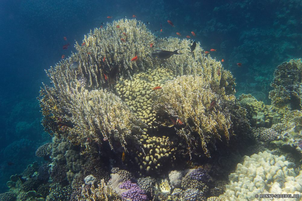 Royal Tulip Beach Resort Coral reef Riff Unterwasser Koralle Fisch Meer Grat Ozean Tauchen Tropischer Marine Wasser aquatische natürliche Höhe Tauchen Tier Salzwasser Tauchgang exotische Sonnenlicht Sonne Sonnenstrahl Kolonie tief Reisen geologische formation bunte Urlaub Exploration Strahlen erkunden Strahl unter Wirbellose unter Leben hell Taucher Entspannung Polyp Tourismus Federstern Anemonenfisch Unterwasser 3D Farbe Orte unter coelenterate seelandschaft Tiefe nass Schwimmen Wildtiere Blasen Traum Anemone Fische Schule Salz welligkeit Stachelhäuter Sonnenschein Aquarium Scuba diving Sommer Oberfläche Licht klar unter Wasser Ruhe weiche Sonnenstrahlen Schnorcheln Szenen ins Rollen gerendert Flüssigkeit gelassene See transparente Kopie Urlaub dunkel Reinheit Sport Erholung Raum horizontale idyllische Bewegung Harmonie frische Luft Tiere ruhige frisch coral reef reef underwater coral fish sea ridge ocean diving tropical marine water aquatic natural elevation scuba animal saltwater dive exotic sunlight sun sunbeam colony deep travel geological formation colorful vacation exploration rays explore ray below invertebrate beneath life bright diver relaxation polyp tourism feather star anemone fish undersea 3d color places under coelenterate seascape depth wet swimming wildlife bubbles dream anemone fishes school salt ripple echinoderm sunshine aquarium scuba diving summer surface light clear submerged calm soft sunbeams snorkeling scenes rolling rendered liquid serene lake transparent copy holiday dark purity sport recreation space horizontal idyllic movement harmony freshness animals tranquil fresh