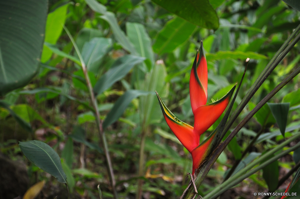 Waimea Valley glory pea Strauch woody plant Pflanze vascular plant Blume Garten Frühling Blumen blühen Blumen Blatt Tulpe Floral Blütenblatt Blüte Flora Tulpen Schließen Botanik Blätter Botanischer Vorbau Farbe hell Wachstum Knospe closeup blühen Kraut gelb Feld wachsen Sommer natürliche Gartenarbeit frisch Leben Pflanzen Orange flamingo flower bunte Blütenblätter Saison Geschenk Rosa Liebe Blumenstrauß Umgebung lebendige Detail Tropischer frische Luft Baum sonnig Romantik Sonne saisonale Flachs wachsende Gras Informationen stieg der Belaubung Wald Felder Zimmerpflanze Tag Bund fürs Leben exotische Valentin Drop Landwirtschaft Frühling Kopf Paradies einzelne Ökologie glory pea shrub woody plant plant vascular plant flower garden spring blossom flowers leaf tulip floral petal bloom flora tulips close botany leaves botanical stem color bright growth bud closeup blooming herb yellow field grow summer natural gardening fresh life plants orange flamingo flower colorful petals season gift pink love bouquet environment vibrant detail tropical freshness tree sunny romance sun seasonal flax growing grass details rose foliage forest fields houseplant day bunch exotic valentine drop agriculture springtime head paradise single ecology