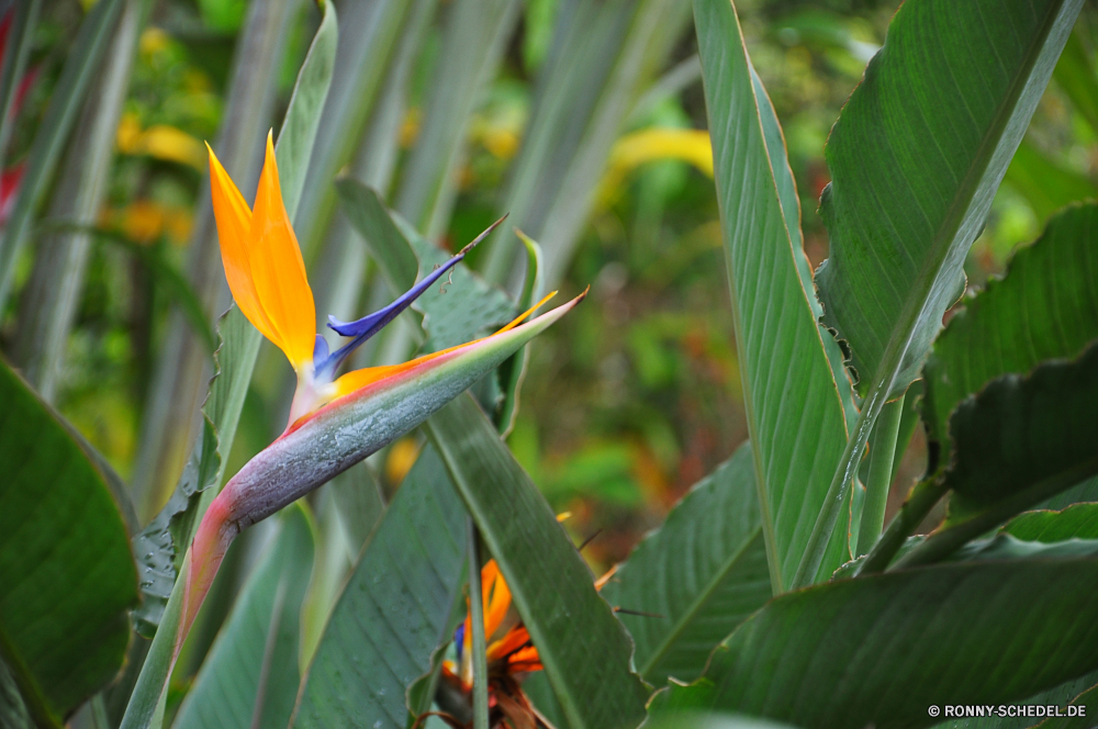 Waimea Valley flamingo flower Zimmerpflanze Pflanze Blume Garten Organismus Blatt Frühling Blumen Sommer Blumen blühen Feld Schließen gelb Blüte Tulpe Tulpen Floral Wachstum Flora Baum bunte Blütenblatt Blätter closeup Tropischer Umgebung Orange Farbe hell Bauernhof Landwirtschaft Botanik Pflanzen frisch Sonne Vogel Botanischer natürliche Gras Knospe Leben frische Luft Entwicklung des ländlichen Gartenarbeit Ernte Wildtiere Kraut Himmel im freien lebendige Anordnung Blumenstrauß Wasser Insekt Wiese Wild Wald Felder Tag blühen Ernte im freien wachsen Landschaft Landschaft Drop Romantik Tau Ornamental wachsende Sonnenblume Blütenblätter Landbau Tier Rosa Bund fürs Leben Mais Vorbau exotische Obst Farben vascular plant Saison woody plant flamingo flower houseplant plant flower garden organism leaf spring flowers summer blossom field close yellow bloom tulip tulips floral growth flora tree colorful petal leaves closeup tropical environment orange color bright farm agriculture botany plants fresh sun bird botanical natural grass bud life freshness rural gardening crop wildlife herb sky outdoors vibrant arrangement bouquet water insect meadow wild forest fields day blooming harvest outdoor grow countryside landscape drop romance dew ornamental growing sunflower petals farming animal pink bunch corn stem exotic fruit colors vascular plant season woody plant