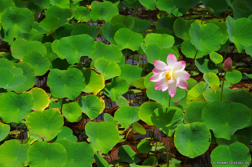 National Botanical Garden Sauerampfer grünen Pflanze Gemüse Blatt common wood sorrel Garten zu produzieren Blume Flora Kraut Botanik Blätter Teich Lotus Blumen blühen aquatische Sommer Wasser Lilie Floral vascular plant Frühling Blütenblatt See natürliche Belaubung Blüte Park Botanischer Umgebung blühen exotische Rosa Blumen Saison Blütenblätter Tropischer Baum waterlily Pflanzen Schließen closeup Reflexion Essen frisch Tag Farbe im freien Sonnenlicht gelb Wachstum hell ruhige nass Detail Textur Knospe lebendige Licht Wild Wald Muster bunte einzelne im freien sonnig Frieden Branch Meditation Gartenarbeit reine Sonne schwimmende Gras Busch Bio Vorbau Reinheit frische Luft Ruhe Landschaft Lilien heilig üppige Bewuchs Entspannen Sie sich Sonnenschein Dekoration Leben sorrel greens plant vegetable leaf common wood sorrel garden produce flower flora herb botany leaves pond lotus blossom aquatic summer water lily floral vascular plant spring petal lake natural foliage bloom park botanical environment blooming exotic pink flowers season petals tropical tree waterlily plants close closeup reflection food fresh day color outdoor sunlight yellow growth bright tranquil wet detail texture bud vibrant light wild forest pattern colorful single outdoors sunny peace branch meditation gardening pure sun floating grass bush organic stem purity freshness calm landscape lilies sacred lush vegetation relax sunshine decoration life