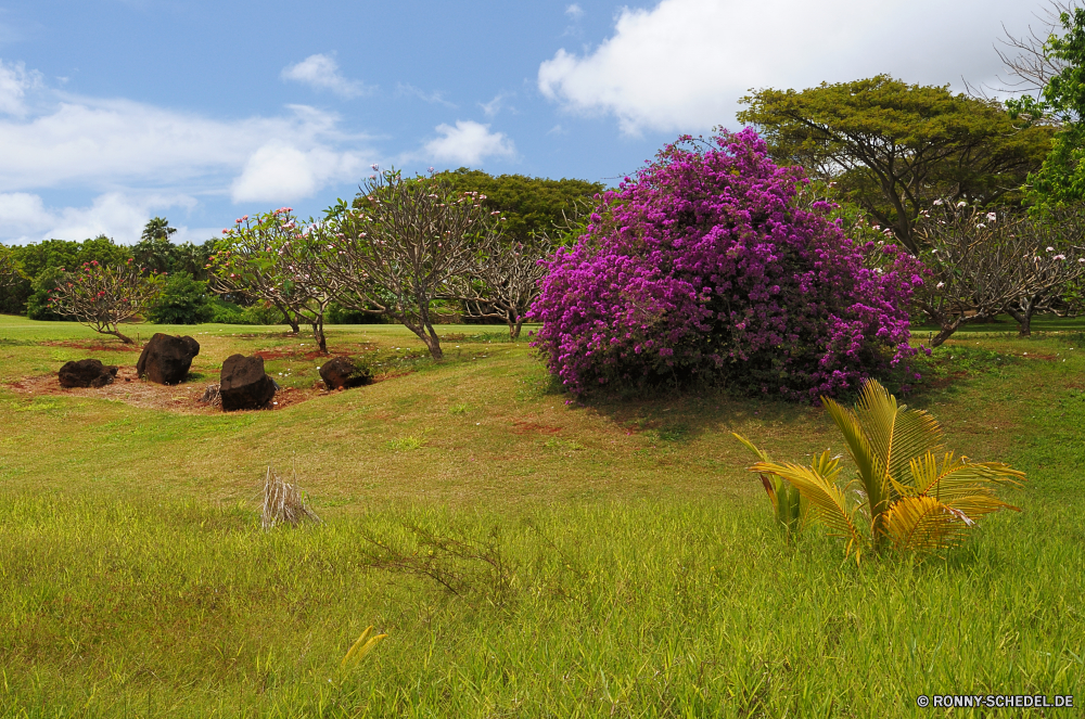 National Botanical Garden Pflanze Gras Baum vascular plant Feld Garten Landschaft Wiese Frühling Strauch woody plant Sommer Himmel Kraut Blumen Entwicklung des ländlichen Park Bauernhof Blume im freien Bäume Heu Landwirtschaft Saison bunte Heide Umgebung Landschaft blühen im freien Rasen Land Land friedliche Flora Pflanzen Belaubung Tag Herbst Futter Wald natürliche Hügel Szene sonnig Wolke Szenerie Blatt Farbe Blüte Sonne Gartenarbeit Landbau Blumen blühen Wolken Rosa lila landschaftlich Feed Ernte außerhalb Horizont Felder Busch Weide Botanischer hell gelb Holz frisch landwirtschaftlichen Wild Wolkengebilde Ernte Wachstum Organismus lila Ackerland Floral idyllische bewölkt Wasser See Amaranth Lebensstil Sonnenlicht Berg Reisen crape myrtle niemand plant grass tree vascular plant field garden landscape meadow spring shrub woody plant summer sky herb flowers rural park farm flower outdoors trees hay agriculture season colorful heath environment countryside blooming outdoor lawn country land peaceful flora plants foliage day autumn fodder forest natural hill scene sunny cloud scenery leaf color bloom sun gardening farming blossom clouds pink purple scenic feed harvest outside horizon fields bush pasture botanical bright yellow wood fresh agricultural wild cloudscape crop growth organism lilac farmland floral idyllic cloudy water lake amaranth lifestyle sunlight mountain travel crape myrtle nobody