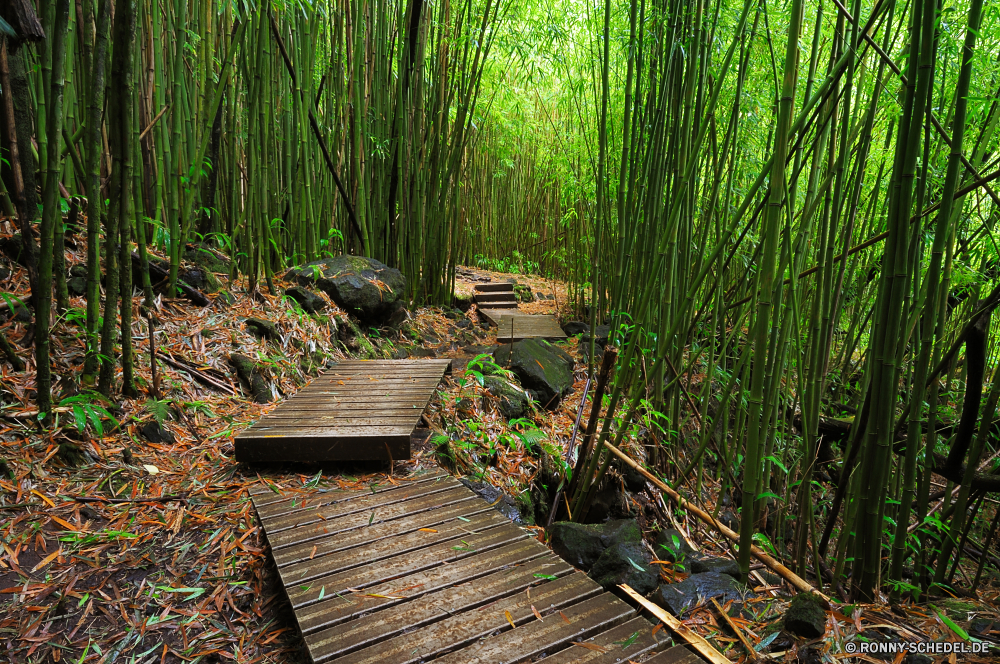 Pipiwai Trail aquatische Bambus Wald Baum Landschaft Pflanze Wasser im freien natürliche Sommer Gras Park Bäume Frühling im freien Holz Wasserpflanze Umgebung Blatt Hölzer Fluss üppige vascular plant See ruhige landschaftlich Blätter Belaubung Teich Garten Pfad sonnig Pflanzen friedliche Szenerie Entwicklung des ländlichen Wild außerhalb Saison Wildnis Tag am Morgen Sumpf Licht Sonne Landschaft Land Bauernhof Sonnenlicht Dschungel Kofferraum aus Holz Stein Frieden Freizeit Wachstum Herbst Wandern Szene frisch Entspannen Sie sich Farbe Reflexion Landwirtschaft Felder Bewuchs ruhig Busch Art und Weise Gebäude Entspannung Feld Reinigen Feuchtgebiet Branch fallen Erholung Flora bunte hell Reisen aquatic bamboo forest tree landscape plant water outdoor natural summer grass park trees spring outdoors wood aquatic plant environment leaf woods river lush vascular plant lake tranquil scenic leaves foliage pond garden path sunny plants peaceful scenery rural wild outside season wilderness day morning swamp light sun countryside land farm sunlight jungle trunk wooden stone peace leisure growth autumn hiking scene fresh relax color reflection agriculture fields vegetation quiet bush way building relaxation field clean wetland branch fall recreation flora colorful bright travel