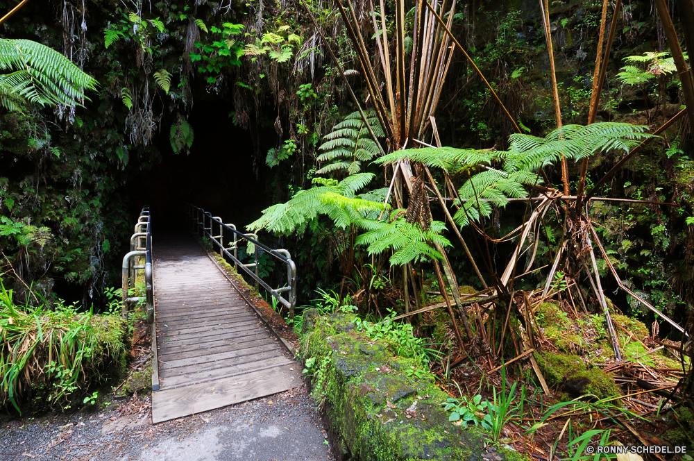 Thurston Lava Tube vascular plant Pflanze Kraut Baum Wald Dill Petersilie Landschaft Bäume Dschungel Tropischer Umgebung Belaubung Garten natürliche im freien Park Holz Flora Bewuchs Gras Szenerie Wasser Blatt üppige Sommer Pfad Regen Fluss friedliche im freien woody plant Busch Hölzer Farn Frühling zu Fuß Organismus Stream Reisen Blätter Wild Licht Klima Entwicklung des ländlichen niemand Pflanzen Wanderweg Tag Wildnis Stein Gehweg ruhige Wachstum Fels Botanik außerhalb Feuchte Straße Moos Berg landschaftlich Botanischer Wanderweg Sonnenlicht grün Tropen Wasserfall Paradies Saison Ökologie Frieden Branch Farbe dichten Land durch hoch Track frisch fließende aquatische frische Luft Gemüse exotische Sonne Regenwald Kofferraum Teich Wandern Kiefer Reinigen Fenchel Insel fern ally nass club moss asparagus fern vascular plant plant herb tree forest dill parsley landscape trees jungle tropical environment foliage garden natural outdoor park wood flora vegetation grass scenery water leaf lush summer path rain river peaceful outdoors woody plant bush woods fern spring walk organism stream travel leaves wild light climate rural nobody plants trail day wilderness stone walkway tranquil growth rock botany outside humid road moss mountain scenic botanical footpath sunlight greenery tropics waterfall paradise season ecology peace branch color dense country through high track fresh flowing aquatic freshness vegetable exotic sun rain forest trunk pond hiking pine clean fennel island fern ally wet club moss asparagus fern