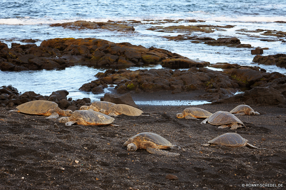 Black Sand Beach Meer Strand Ozean Wasser Wirbellose Küste Sand Schneckenart Welle Mollusk Ufer Reisen Küste Fels Himmel Stein Landschaft Wellen Felsen Urlaub Sonne Insel Sommer Bucht Tropischer landschaftlich Seelöwe Tourismus Gliederfüßer Horizont horseshoe crab Reflexion sonnig seelandschaft Sonnenuntergang Ohrenrobben Gezeiten Urlaub Surf Paradies Entspannen Sie sich natürliche Szenerie Wolke im freien Seestern klar Küstenlinie See ruhige Sonnenlicht Szene Muschelschalen Siegel Stachelhäuter Wolken Tourist am Meer Küste felsigen Steine idyllische im freien friedliche Wetter Türkis Sonnenaufgang Ziel 'Nabend Ruhe Entspannung Klippe Erholung Meeresküste Schaum Sturm gischt Urlaub Resort Urlaub Baum warm Fluss Berg Muscheln Süden Berge Umgebung Tag Pazifik Landschaften Panorama platsch entspannende bunte nass Körper des Wassers sea beach ocean water invertebrate coast sand gastropod wave mollusk shore travel coastline rock sky stone landscape waves rocks vacation sun island summer bay tropical scenic sea lion tourism arthropod horizon horseshoe crab reflection sunny seascape sunset eared seal tide holiday surf paradise relax natural scenery cloud outdoor starfish clear shoreline lake tranquil sunlight scene conch seal echinoderm clouds tourist seaside coastal rocky stones idyllic outdoors peaceful weather turquoise sunrise destination evening calm relaxation cliff recreation seashore foam storm spray vacations resort holidays tree warm river mountain bivalve south mountains environment day pacific scenics panorama splash relaxing colorful wet body of water