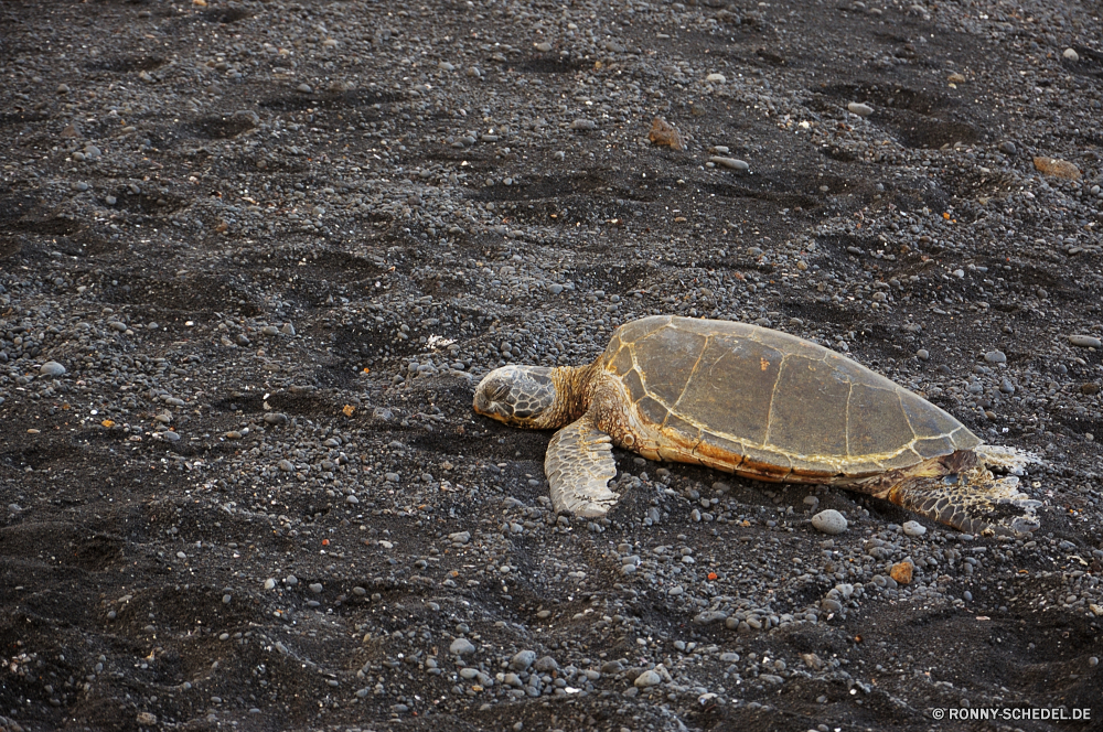 Black Sand Beach Meeresschildkröte Schildkröte Reptil Unechte Karettschildkröte Schale langsam Sumpfschildkröte Mud turtle Schildkröte Wildtiere Amphibie Haustier Wasser Meer aquatische hart Wild Kreatur — Schutz Tropischer Marine Schwimmen niedlich Schließen Fels Skala Unterwasser Ozean Schildkröten alt Zoo Stein im freien Carapax Braun closeup Gras Teich Haustiere Fuß Persistenz Sand Leben Tauchen Antike Strand Kopf Park Reisen sea turtle turtle reptile loggerhead shell slow terrapin mud turtle tortoise wildlife amphibian pet water sea aquatic hard wild creature protection tropical marine swim cute close rock scale underwater ocean turtles old zoo stone outdoors carapace brown closeup grass pond pets walking persistence sand life diving ancient beach head park travel