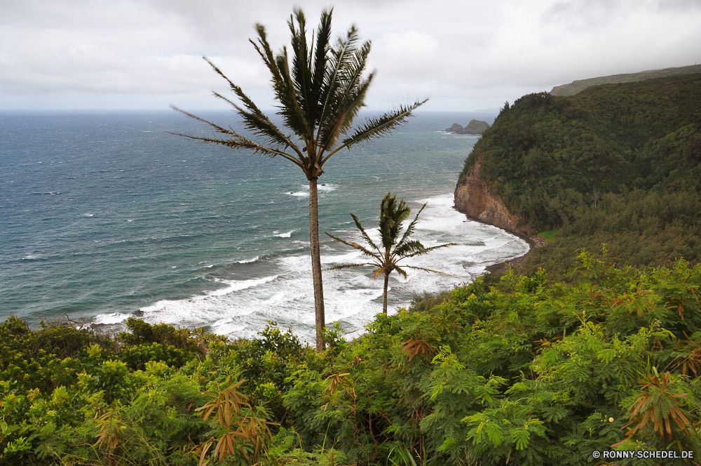 Polulu Valley Baum Strand Palm woody plant Meer Tropischer Ozean Insel Sand Reisen Paradies vascular plant Himmel Urlaub Küste Landschaft Sommer Wasser Ufer Entspannen Sie sich cabbage tree Kokosnuss Resort Pflanze Tourismus Urlaub exotische Bucht landschaftlich Küste Entspannung seelandschaft Sonne Bäume idyllische Wolke Wendekreis ruhige Ziel im freien Türkis Horizont sonnig friedliche Ruhe Szene Tropen Kiefer Erholung Wolken echte Lorbeer Welle Frieden entspannende am Meer Lagune Escape Küstenlinie Szenerie heiß Traum Reise Urlaub warm im freien Handflächen Blatt romantische Sonnenlicht Klima Reise sandigen Reiseziele Blätter Urlaub Freizeit Palme Wald Pazifik Tag niemand Tourist Sonnenuntergang Inseln Hochzeitsreise klar Landschaften Vorgebirge Flora natürliche bunte Schwimmen Süden natürliche Höhe tree beach palm woody plant sea tropical ocean island sand travel paradise vascular plant sky vacation coast landscape summer water shore relax cabbage tree coconut resort plant tourism holiday exotic bay scenic coastline relaxation seascape sun trees idyllic cloud tropic tranquil destination outdoor turquoise horizon sunny peaceful calm scene tropics pine recreation clouds true laurel wave peace relaxing seaside lagoon escape shoreline scenery hot dream journey holidays warm outdoors palms leaf romantic sunlight climate trip sandy destinations leaves vacations leisure palm tree forest pacific day nobody tourist sunset islands honeymoon clear scenics promontory flora natural colorful swim south natural elevation