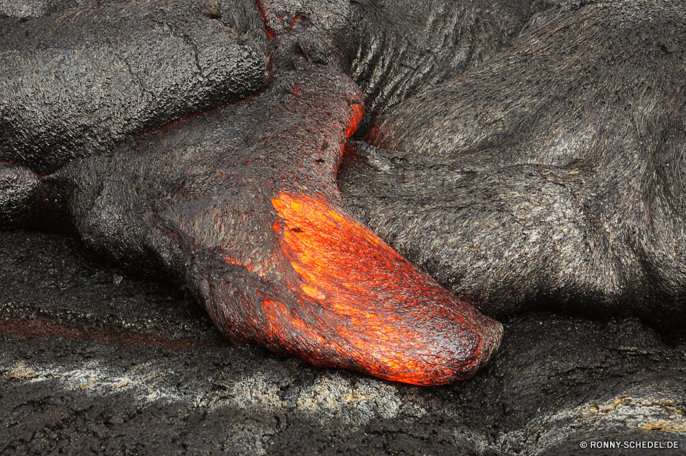 Lava Socke Strumpfwaren Schuhe Kleidung Finger Bespannung Konsumgüter Tier Fäustling Seestern Stachelhäuter Handschuh Wirbellose Meer Schließen Wasser Farbe Hand Marine closeup Orange Textur Haut warm im freien Fisch Reisen Kunst Auge Braun bunte Mauer heiß Ozean Berg Fels Gesicht Seegurke alt Winter natürliche Wildtiere sock hosiery footwear clothing finger covering consumer goods animal mitten starfish echinoderm glove invertebrate sea close water color hand marine closeup orange texture skin warm outdoor fish travel art eye brown colorful wall hot ocean mountain rock face sea cucumber old winter natural wildlife