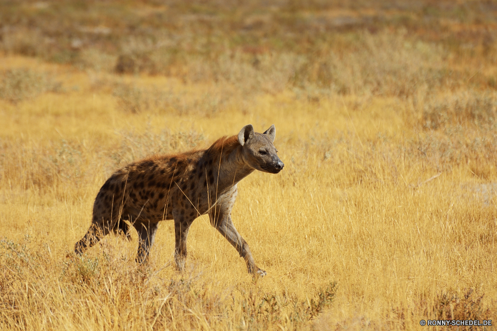 Etosha National Park Hyäne Hundeartige Säugetier Wildtiere Safari Wild Raubtier Fleischfresser Löwe Katze reservieren Süden Katzenartige Wildnis Park Spiel Jäger Löwin Pelz Erhaltung natürliche Tiere Augen Lebensraum südlichen Gras stielaugen Flecken Umgebung gefährliche fünf nationalen ruhelosigkeit Haare Porträt Reisen im freien Ökologie wachsamen Sands Savanne Bestie gefährdet Gesicht Osten Kopf Gepard Jungtier Schließen gelb Gefahr Männchen Tourismus Löwen unberührte Mähne Tierwelt Bereich Aasfresser Ebenen geschützt Säugetiere leistungsstarke Zoo getupft niedlich Abenteuer Giraffe Jagd König pelzigen Busch Wüste Welt hyena canine mammal wildlife safari wild predator carnivore lion cat reserve south feline wilderness park game hunter lioness fur conservation natural animals eyes habitat southern grass stare spots environment dangerous five national resting hair portrait travel outdoor ecology watchful sands savanna beast endangered face east head cheetah cub close yellow danger male tourism lions unspoiled mane fauna area scavenger plains protected mammals powerful zoo spotted cute adventure giraffe hunt king furry bush desert world