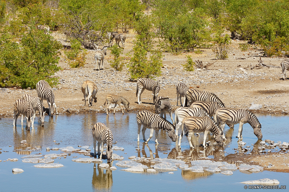 Etosha National Park Gans Wasservögel Wildtiere aquatische Vogel Vogel Wild Safari Zebra Säugetier Antilope Tiere gestreift Gras Talos IV – Tabu Wasser Impala Park Zoo Streifen See schwarz Teich nationalen Pferd Süden Schreitvogel Vögel reservieren Spiel Pflanzenfresser im freien Schnabel Zebras Gazelle Herde Federn Feder Reisen Landschaft Tiger Säugetiere Wildnis Katze Pelz Kopf im freien Auge Hirsch Katzenartige Streifen Erhaltung Tropischer Flamingo Baum Reflexion Savanne Pferde Hals Tierwelt Tag Busch Wiederkäuer Trinken Kran Muster Gruppe stehende Fleischfresser Raubtier Sommer Umgebung Freiheit Farbe Fluss Leben goose waterfowl wildlife aquatic bird bird wild safari zebra mammal antelope animals striped grass menagerie water impala park zoo stripes lake black pond national horse south wading bird birds reserve game herbivore outdoors beak zebras gazelle herd feathers feather travel landscape tiger mammals wilderness cat fur head outdoor eye deer feline stripe conservation tropical flamingo tree reflection savanna equine neck fauna day bush ruminant drinking crane pattern group standing carnivore predator summer environment freedom color river life