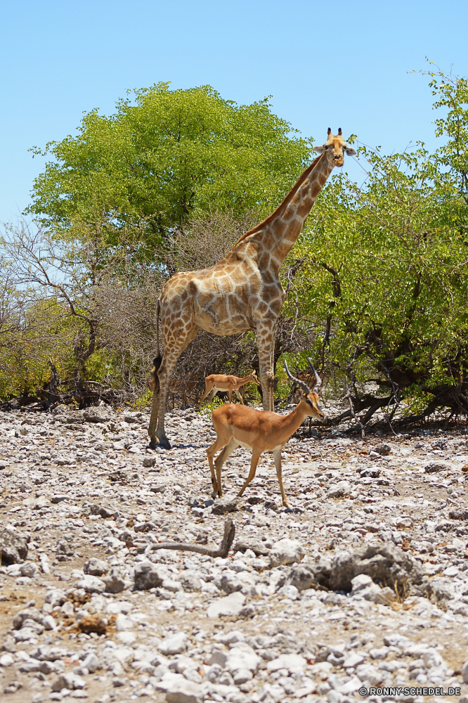 Etosha National Park Giraffe Antilope Gazelle Wildtiere Wild Hirsch Impala Safari Wiederkäuer Park Säugetier Wildnis nationalen Hals Buck groß Zoo Busch Talos IV – Tabu Braun Giraffen Tiere Baum reservieren Gras Pelz Pflanzenfresser lange Flecken Spiel Süden Wald Dreibinden Hörner Savanne Erhaltung Landschaft Bäume Tourismus im freien getupft im freien Geweihe Reisen Jagd Blätter natürliche Reh Damhirschkuh Säugetiere Ohren Hölzer Geweih Horn stehende vor Ort Essen giraffe antelope gazelle wildlife wild deer impala safari ruminant park mammal wilderness national neck buck tall zoo bush menagerie brown giraffes animals tree reserve grass fur herbivore long spots game south forest whitetail horns savanna conservation landscape trees tourism outdoor spotted outdoors antlers travel hunting leaves natural fawn doe mammals ears woods antler horn standing spot eating