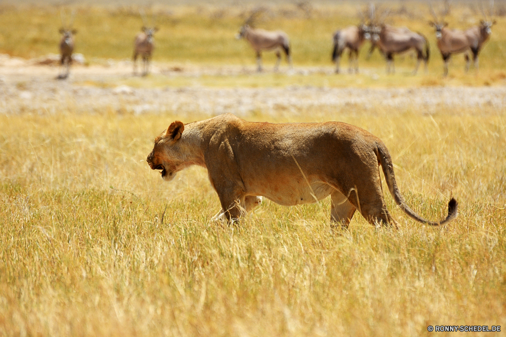 Etosha National Park Löwe Katzenartige Raubtier Säugetier Großkatze Wildtiere Safari Wild Fleischfresser Süden Katze reservieren Kalb Wildnis Warzenschwein Löwin Schweinepest Park Jäger Pelz Junge Säugetier Spiel Gras Lebensraum natürliche Hyäne gefährliche Junge Weide im freien Umgebung Wiese Erhaltung Kuh Huftier Mähne südlichen Tier gelb Augen Bestie gefährdet fünf Tierwelt Feld Schließen Tiere Savanne Bauernhof ruhelosigkeit Entwicklung des ländlichen Löwen exotische nationalen Männchen Gesicht Reisen Kopf Vieh leistungsstarke Abenteuer Stier Landschaft Porträt Hundeartige wachsamen Jungtier Zoologie stielaugen Braun Haare außerhalb Ranch Gefahr Sommer im freien Panther Sands Herde Jagd König niedlich starke Landschaft unberührte Beweidung Pferd Fuß Rinder Osten Rindfleisch Ökologie am Morgen Land Landwirtschaft lion feline predator mammal big cat wildlife safari wild carnivore south cat reserve calf wilderness warthog lioness swine park hunter fur young mammal game grass habitat natural hyena dangerous young pasture outdoor environment meadow conservation cow ungulate mane southern animal yellow eyes beast endangered five fauna field close animals savanna farm resting rural lions exotic national male face travel head livestock powerful adventure bull landscape portrait canine watchful cub zoology stare brown hair outside ranch danger summer outdoors panther sands herd hunt king cute strong countryside unspoiled grazing horse walking cattle east beef ecology morning country agriculture