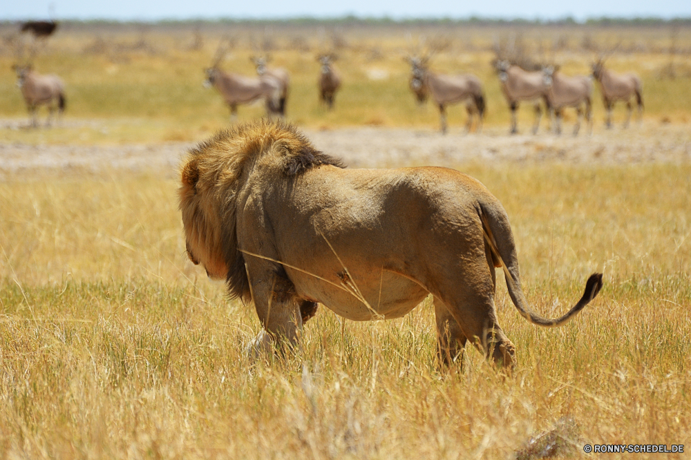 Etosha National Park Elefant Säugetier Safari Wildtiere Wild Park Gras Stier nationalen Erhaltung Süden reservieren Tiere Elefanten Spiel Ohren Reisen Herde Männchen Lumb Pflanzenfresser gefährdet fünf Kofferraum Feld im freien Elfenbein Keiler Kalb Wildnis Warzenschwein Weide gefährliche natürliche Tourismus Trinken Pferd Landschaft Löwe Bauernhof Umgebung Busch Bereich Gruppe Braun Lebensraum Familie Schweinepest starke Stärke Kuh Sonnenuntergang Wiese Badehose stehende Tierwelt Wasser Fuß macht Mutter Huftier Fluss Rinder Veld Dickhäuter Beweidung Arten Fleischfresser Zoo Ohr im freien Trinken Sonnenaufgang Osten Land Landschaft Plazenta elephant mammal safari wildlife wild park grass bull national conservation south reserve animals elephants game ears travel herd male tusk herbivore endangered five trunk field outdoors ivory tusker calf wilderness warthog pasture dangerous natural tourism drinking horse landscape lion farm environment bush area group brown habitat family swine strong strength cow sunset meadow trunks standing fauna water walking power mother ungulate river cattle veld pachyderm grazing species carnivore zoo ear outdoor drink sunrise east land countryside placental