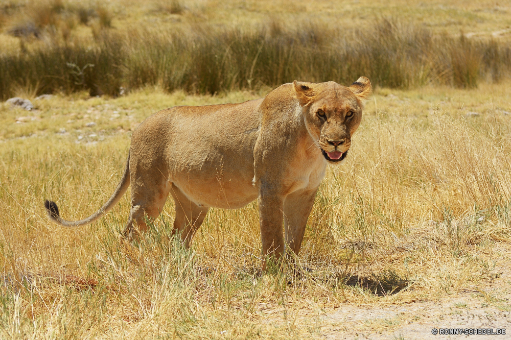 Etosha National Park Löwe Großkatze Katzenartige Raubtier Wildtiere Katze Safari Fleischfresser Säugetier Wild Löwin Süden Pelz Wildnis Jäger reservieren Spiel gefährliche Augen Lebensraum Park Mähne natürliche Löwen Bestie fünf ruhelosigkeit Gesicht Umgebung gefährdet Haare leistungsstarke Gefahr Gras gelb Porträt Savanne Tiere König stielaugen Zoo Männchen Schließen Kopf Jagd im freien Erhaltung Zoologie exotische südlichen Dschungel Mund Panther Jungtier Sands wachsamen Tierwelt Katzen Abenteuer Säugetiere Rest nationalen Big5 Intensive auf der Suche pelzigen Reisen wilden niedlich stolz Tag lion big cat feline predator wildlife cat safari carnivore mammal wild lioness south fur wilderness hunter reserve game dangerous eyes habitat park mane natural lions beast five resting face environment endangered hair powerful danger grass yellow portrait savanna animals king stare zoo male close head hunt outdoor conservation zoology exotic southern jungle mouth panther cub sands watchful fauna cats adventure mammals rest national big5 intense looking furry travel ferocious cute pride day