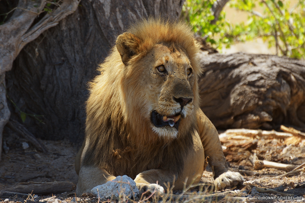 Etosha National Park Raubtier Löwe Großkatze Katzenartige Katze Wildtiere Fleischfresser Wild Safari Säugetier Mähne Pelz Männchen Süden Jäger Wildnis König gefährliche Zoo ruhelosigkeit Löwen Gefahr Augen Porträt Gesicht Löwin Bestie leistungsstarke Haare gefährdet natürliche Tiere Schließen stielaugen Kopf Lebensraum Mund wilden Katzen reservieren Park gelb Dschungel Umgebung Rest exotische Savanne Säugetiere pelzigen Gras Gebrüll räuberische Spiel wachsamen Big5 heftige Verhalten Zoologie Jagd fünf im freien Erhaltung Panther barthaare Intensive südlichen Schnurrhaare majestätisch Nase Regal Maulkorb stolz Mantel auf der Suche Zähne Zoologische Arten angepasst Teufelskreis Suchen Schnauze macht im freien predator lion big cat feline cat wildlife carnivore wild safari mammal mane fur male south hunter wilderness king dangerous zoo resting lions danger eyes portrait face lioness beast powerful hair endangered natural animals close stare head habitat mouth ferocious cats reserve park yellow jungle environment rest exotic savanna mammals furry grass roar predatory game watchful big5 fierce behavior zoology hunt five outdoor conservation panther whisker intense southern whiskers majestic nose regal muzzle pride coat looking teeth zoological species adapted vicious look snout power outdoors