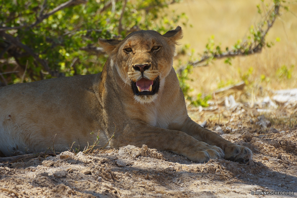 Etosha National Park Raubtier Löwe Katzenartige Großkatze Wildtiere Katze Safari Fleischfresser Wild Säugetier Löwin Pelz Süden Jäger Wildnis Mähne reservieren Löwen gefährliche Spiel Tiere Augen Park Zoo Lebensraum Gesicht Kopf ruhelosigkeit gefährdet natürliche Bestie König Porträt Gefahr Haare Männchen Schließen Umgebung Savanne fünf leistungsstarke Säugetiere stielaugen Gras gelb Jungtier Erhaltung Mund Rest Katzen exotische Panther Jagd stolz wilden wachsamen Zoologie südlichen im freien räuberische Dschungel Schnurrhaare Tierwelt pelzigen niedlich nationalen Verhalten Intensive auf der Suche Safaris Big5 heftige Jagd Mantel Nase Abenteuer Reisen Suchen predator lion feline big cat wildlife cat safari carnivore wild mammal lioness fur south hunter wilderness mane reserve lions dangerous game animals eyes park zoo habitat face head resting endangered natural beast king portrait danger hair male close environment savanna five powerful mammals stare grass yellow cub conservation mouth rest cats exotic panther hunt pride ferocious watchful zoology southern outdoor predatory jungle whiskers fauna furry cute national behavior intense looking safaris big5 fierce hunting coat nose adventure travel look