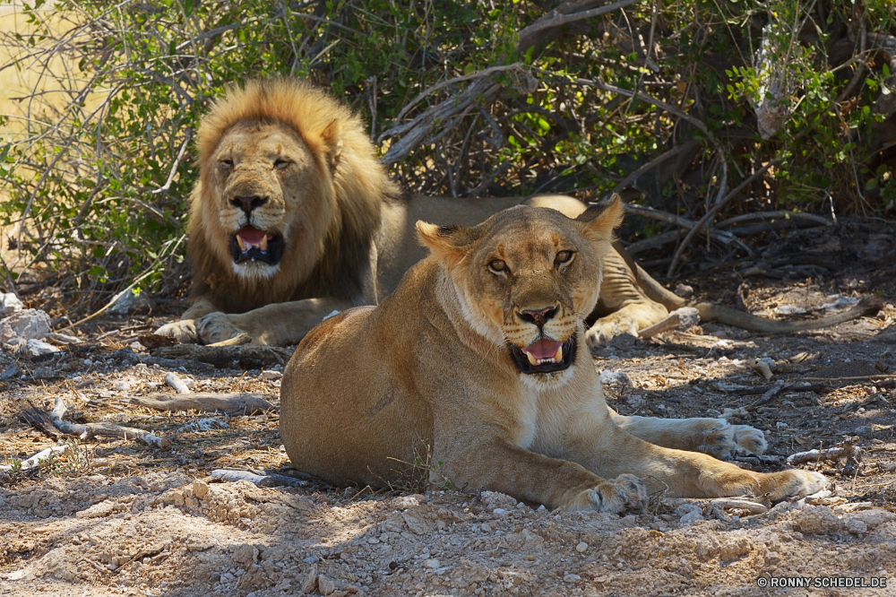 Etosha National Park Löwe Großkatze Katzenartige Raubtier Katze Wildtiere Fleischfresser Wild Safari Säugetier Mähne Pelz Jäger Männchen Löwin Zoo König Süden gefährliche Wildnis ruhelosigkeit Löwen Tiere gefährdet Kopf Porträt Gesicht Katzen Lebensraum Augen Umgebung Gefahr natürliche Haare Park Schließen Mund Savanne reservieren Säugetiere stielaugen Spiel räuberische Rest Bestie leistungsstarke exotische wilden Gras pelzigen im freien heftige Zoologie Dschungel gelb Erhaltung Verhalten Jagd fünf Zähne Panther wachsamen barthaare majestätisch Mantel auf der Suche Gebrüll Regal Maulkorb Arten Jagd Beutegreifer fleischfressende Suchen Schnurrhaare Nase nationalen Raubtiere Zoologische Schnauze Intensive stolz südlichen zur Festlegung von Tierwelt im freien lion big cat feline predator cat wildlife carnivore wild safari mammal mane fur hunter male lioness zoo king south dangerous wilderness resting lions animals endangered head portrait face cats habitat eyes environment danger natural hair park close mouth savanna reserve mammals stare game predatory rest beast powerful exotic ferocious grass furry outdoor fierce zoology jungle yellow conservation behavior hunt five teeth panther watchful whisker majestic coat looking roar regal muzzle species hunting carnivores carnivorous look whiskers nose national predators zoological snout intense pride southern laying fauna outdoors