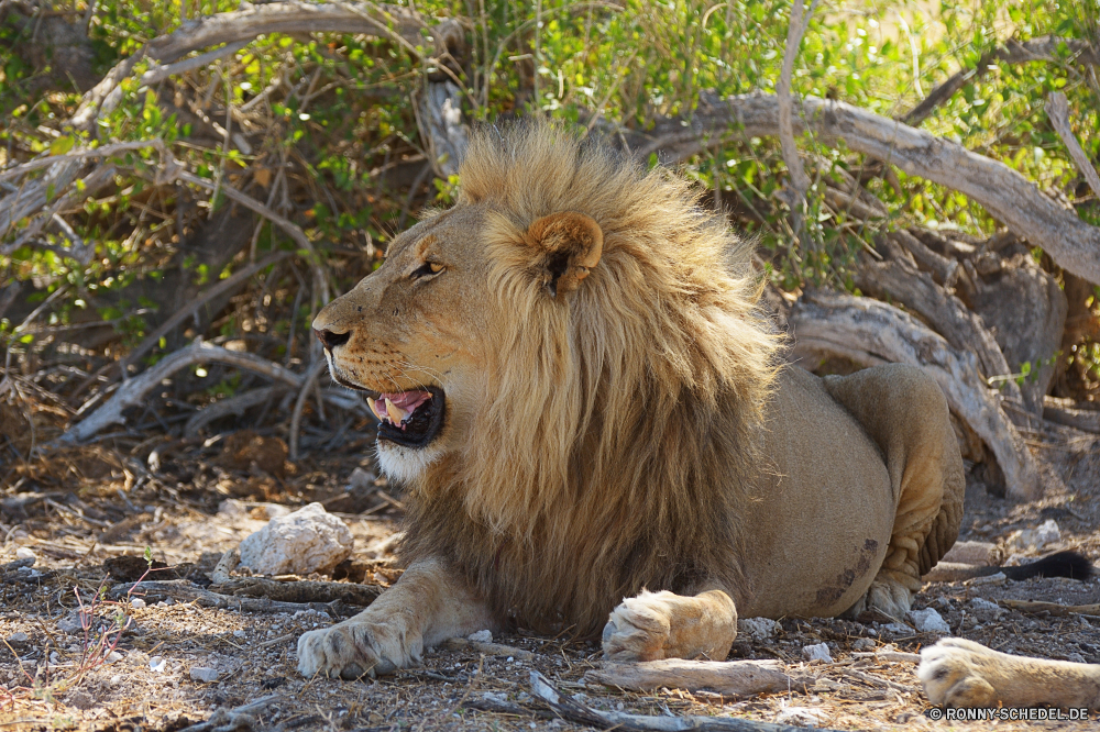 Etosha National Park Löwe Großkatze Katzenartige Katze Raubtier Wildtiere Fleischfresser Mähne Safari Wild Säugetier Männchen Pelz Jäger Süden König Wildnis gefährliche ruhelosigkeit Zoo Löwen Augen Gefahr Tiere Porträt Bestie Gesicht Haare natürliche Katzen gefährdet Schließen leistungsstarke Park Mund Lebensraum wilden Kopf stielaugen Löwin Savanne gelb reservieren Umgebung exotische Gebrüll Rest Säugetiere Dschungel pelzigen majestätisch Zähne räuberische Schnurrhaare Big5 heftige Jagd Gras fünf Spiel Erhaltung im freien wachsamen Verhalten barthaare Zoologie Intensive Mantel Nase Beutegreifer Regal südlichen macht Raubkatzen Panther Arten Jagd Kreatur — Studio nationalen auf der Suche angepasst fleischfressende Zoologische Maulkorb Zunge stolz Suchen lion big cat feline cat predator wildlife carnivore mane safari wild mammal male fur hunter south king wilderness dangerous resting zoo lions eyes danger animals portrait beast face hair natural cats endangered close powerful park mouth habitat ferocious head stare lioness savanna yellow reserve environment exotic roar rest mammals jungle furry majestic teeth predatory whiskers big5 fierce hunt grass five game conservation outdoor watchful behavior whisker zoology intense coat nose carnivores regal southern power felines panther species hunting creature studio national looking adapted carnivorous zoological muzzle tongue pride look